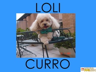 LOLI CURRO 