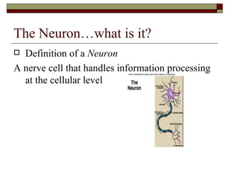 The Neuron…what is it?
 Definition of a Neuron
A nerve cell that handles information processing
  at the cellular level
 