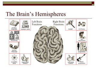 The Brain’s Hemispheres
 