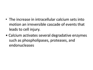 • The increase in intracellular calcium sets into
motion an irreversible cascade of events that
leads to cell injury.
• Calcium activates several degradative enzymes
such as phospholipases, proteases, and
endonucleases
 