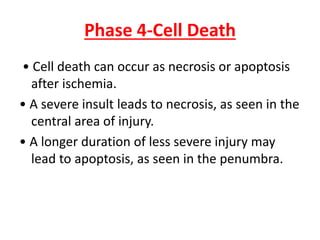 Phase 4-Cell Death
• Cell death can occur as necrosis or apoptosis
after ischemia.
• A severe insult leads to necrosis, as seen in the
central area of injury.
• A longer duration of less severe injury may
lead to apoptosis, as seen in the penumbra.
 