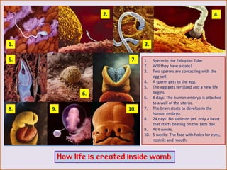 How life is created inside womb
1. Sperm in the Fallopian Tube
2. Will they have a date?
3. Two sperms are contacting with the
egg cell.
4. A sperm gets to the egg.
5. The egg gets fertilized and a new life
begins.
6. 8 days: The human embryo is attached
to a wall of the uterus.
7. The brain starts to develop in the
human embryo.
8. 24 days: No skeleton yet. only a heart
that starts beating on the 18th day.
9. At 4 weeks.
10. 5 weeks: The face with holes for eyes,
nostrils and mouth.
10.
9.
8.
7.
6.
5.
4.
3.
2.
1.
 
