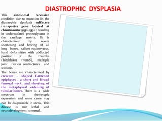 DIASTROPHIC DYSPLASIA
This autosomal recessive
condition due to mutation in the
diastrophic dysplasia sulfatase
transporter gene located at
chromosome 5q32-q33.1 ; resultng
in undersulfated proteoglycans in
the cartilage matrix. It is
characterized by severe
shortening and bowing of all
long bones, talipes equinovarus,
hand deformities with abducted
position of the thumbs
(‘hitchhiker thumb’), multiple
joint flexion contractures and
scoliosis.
The bones are characterized by
crescent – shaped flattened
epiphyses , a short and broad
femoral neck, and shorting of
the metaphyseal widening of
tubular bones. There is a wide
spectrum in phenotypic
expression and some cases may
not be diagnosable in utero. This
disease is not lethal and
neurodevelopment is normal.
 