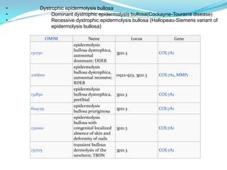 OMIM Name Locus Gene
131750
epidermolysis
bullosa dystrophica,
autosomal
dominant; DDEB
3p21.3 COL7A1
226600
epidermolysis
bullosa dystrophica,
autosomal recessive;
RDEB
11q22-q23, 3p21.3 COL7A1, MMP1
131850
epidermolysis
bullosa dystrophica,
pretibial
3p21.3 COL7A1
604129
epidermolysis
bullosa pruriginosa
3p21.3 COL7A1
132000
epidermolysis
bullosa with
congenital localized
absence of skin and
deformity of nails
3p21.3 COL7A1
131705
transient bullous
dermolysis of the
newborn; TBDN
3p21.3 COL7A1
• Dystrophic epidermolysis bullosa
• Dominant dystrophic epidermolysis bullosa(Cockayne-Touraine disease)
• Recessive dystrophic epidermolysis bullosa (Hallopeau-Siemens variant of
epidermolysis bullosa)
 