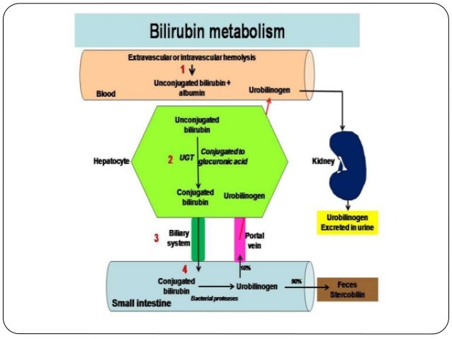 Bilirubin Metabolism Flow Chart