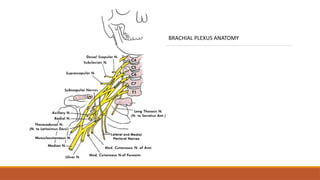 BRACHIAL PLEXUS ANATOMY
 