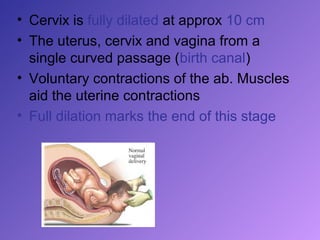 • Cervix is fully dilated at approx 10 cm
• The uterus, cervix and vagina from a
  single curved passage (birth canal)
• Voluntary contractions of the ab. Muscles
  aid the uterine contractions
• Full dilation marks the end of this stage
 