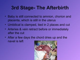 3rd Stage- The Afterbirth
• Baby is still connected to amnion, chorion and
  placenta, which is still in the uterus
• Umbilical is clamped, tied in 2 places and cut
• Arteries & vein retract before or immediately
  after the cut
• After a few days the chord dries up and the
  navel is left
 