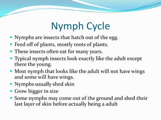 Nymph Cycle
   Nymphs are insects that hatch out of the egg.
   Feed off of plants, mostly roots of plants.
   These in...