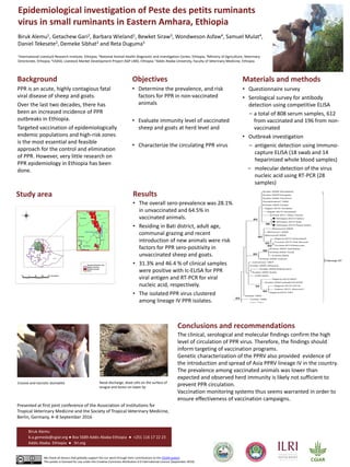 Epidemiological investigation of Peste des petits ruminants
virus in small ruminants in Eastern Amhara, Ethiopia
Biruk Alemu1, Getachew Gari2, Barbara Wieland1, Bewket Siraw3, Wondweson Asfaw4, Samuel Mulat4,
Daniel Tekesete2, Demeke Sibhat2 and Reta Duguma5
1International Livestock Research Institute, Ethiopia; 2National Animal Health Diagnostic and Investigation Center, Ethiopia; 3Ministry of Agriculture, Veterinary
Directorate, Ethiopia; 4USAID, Livestock Market Development Project AGP-LMD, Ethiopia; 5Addis Ababa University, Faculty of Veterinary Medicine, Ethiopia
Background
PPR is an acute, highly contagious fatal
viral disease of sheep and goats.
Over the last two decades, there has
been an increased incidence of PPR
outbreaks in Ethiopia.
Targeted vaccination of epidemiologically
endemic populations and high-risk zones
is the most essential and feasible
approach for the control and elimination
of PPR. However, very little research on
PPR epidemiology in Ethiopia has been
done.
Pictures
Conclusions and recommendations
The clinical, serological and molecular findings confirm the high
level of circulation of PPR virus. Therefore, the findings should
inform targeting of vaccination programs.
Genetic characterization of the PPRV also provided evidence of
the introduction and spread of Asia PPRV lineage IV in the country.
The prevalence among vaccinated animals was lower than
expected and observed herd immunity is likely not sufficient to
prevent PPR circulation.
Vaccination monitoring systems thus seems warranted in order to
ensure effectiveness of vaccination campaigns.
Results
• The overall sero-prevalence was 28.1%
in unvaccinated and 64.5% in
vaccinated animals.
• Residing in Bati district, adult age,
communal grazing and recent
introduction of new animals were risk
factors for PPR sero-positivity in
unvaccinated sheep and goats.
• 31.3% and 46.4 % of clinical samples
were positive with Ic-ELISA for PPR
viral antigen and RT-PCR for viral
nucleic acid, respectively.
• The isolated PPR virus clustered
among lineage IV PPR isolates.
Materials and methods
• Questionnaire survey
• Serological survey for antibody
detection using competitive ELISA
– a total of 808 serum samples, 612
from vaccinated and 196 from non-
vaccinated
• Outbreak investigation
– antigenic detection using Immuno-
capture ELISA (18 swab and 14
heparinized whole blood samples)
– molecular detection of the virus
nucleic acid using RT-PCR (28
samples)
Biruk Alemu
b.a.gemeda@cgiar.org ● Box 5689 Addis Ababa Ethiopia ● +251 116 17 22 23
Addis Ababa Ethiopia ● ilri.org
We thank all donors that globally support the our work through their contributions to the CGIAR system
This poster is licensed for use under the Creative Commons Attribution 4.0 International Licence (September 2016)
September 2016
Objectives
• Determine the prevalence, and risk
factors for PPR in non-vaccinated
animals
• Evaluate immunity level of vaccinated
sheep and goats at herd level and
• Characterize the circulating PPR virus
Study area
Erosive and necrotic stomatitis Nasal discharge, dead cells on the surface of
tongue and lesion on lower lip
Presented at first joint conference of the Association of Institutions for
Tropical Veterinary Medicine and the Society of Tropical Veterinary Medicine,
Berlin, Germany, 4–8 September 2016
 