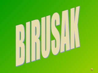 BIRUSAK 
