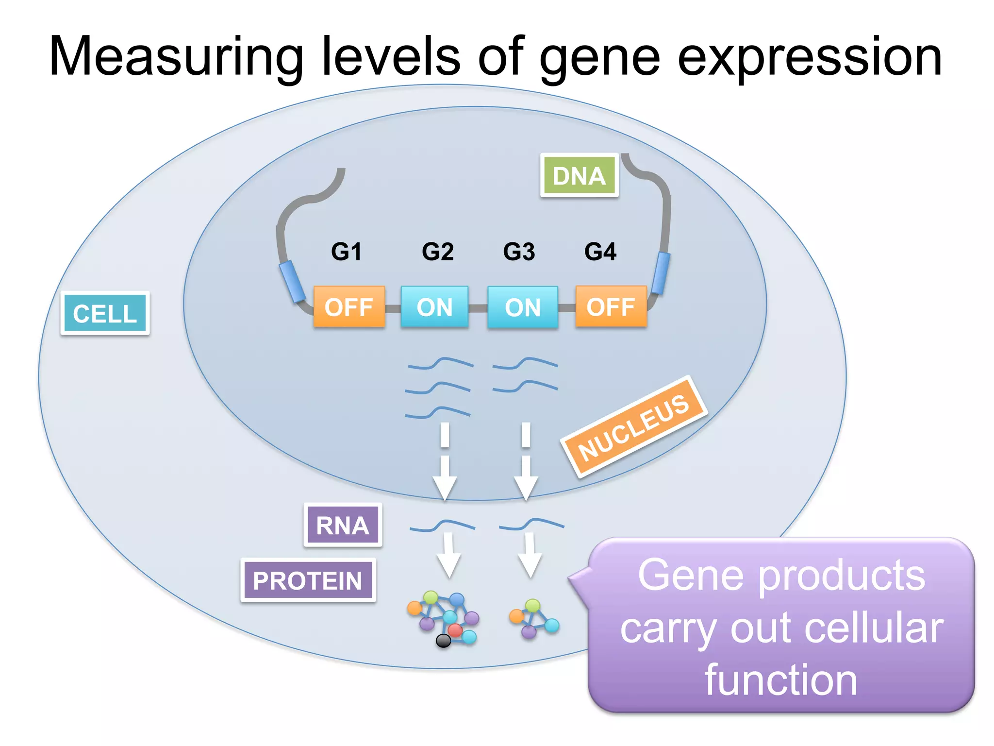 Measuring levels of gene expression
CELL
DNA
ON ONOFF
RNA
PROTEIN
OFF
G1 G2 G3 G4
Gene products
carry out cellular
function
 