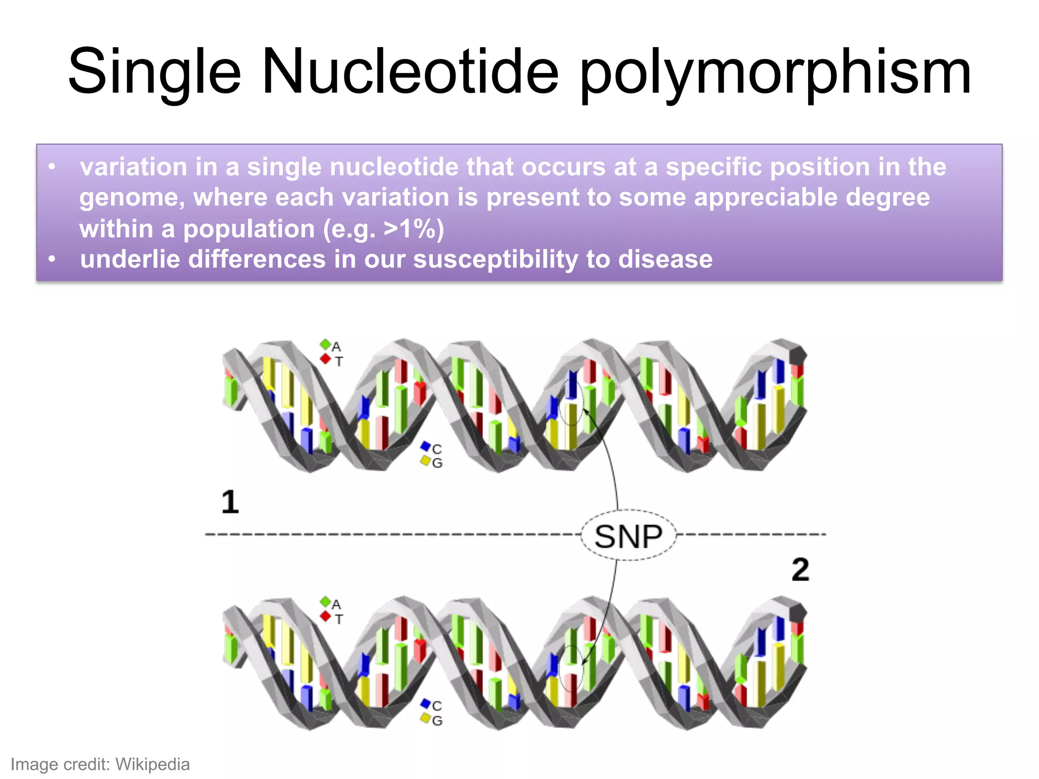 Single Nucleotide polymorphism
•  variation in a single nucleotide that occurs at a specific position in the
genome, where each variation is present to some appreciable degree
within a population (e.g. >1%)
•  underlie differences in our susceptibility to disease
Image credit: Wikipedia
 