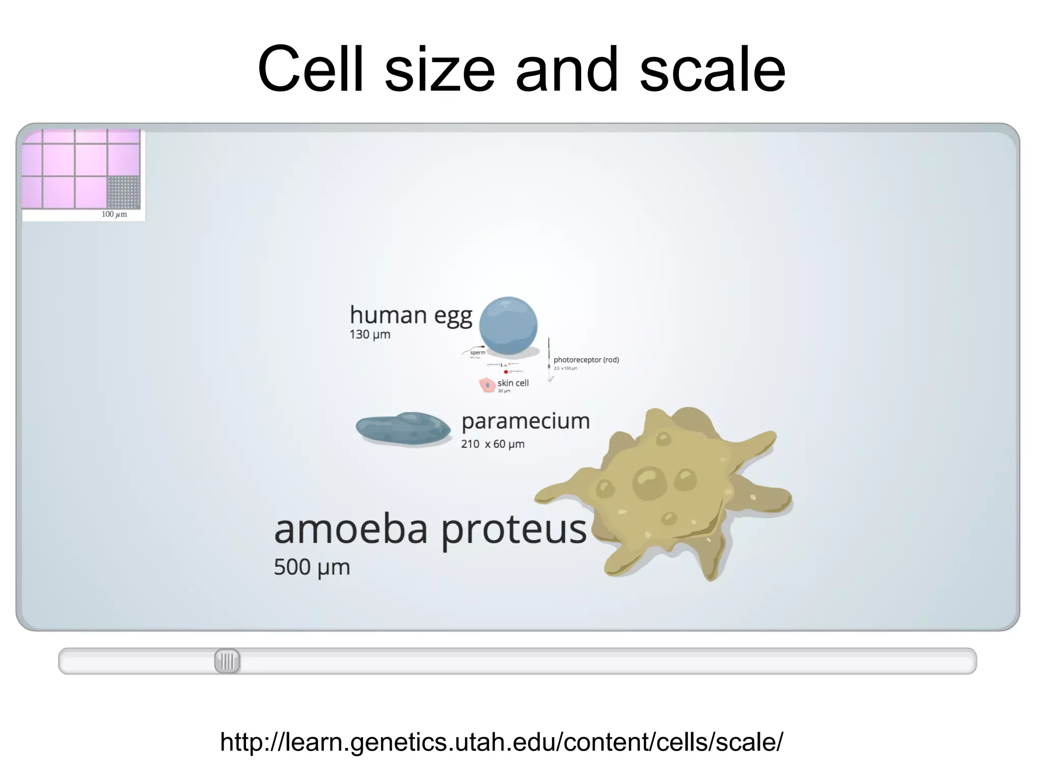 Cell size and scale
http://learn.genetics.utah.edu/content/cells/scale/
 