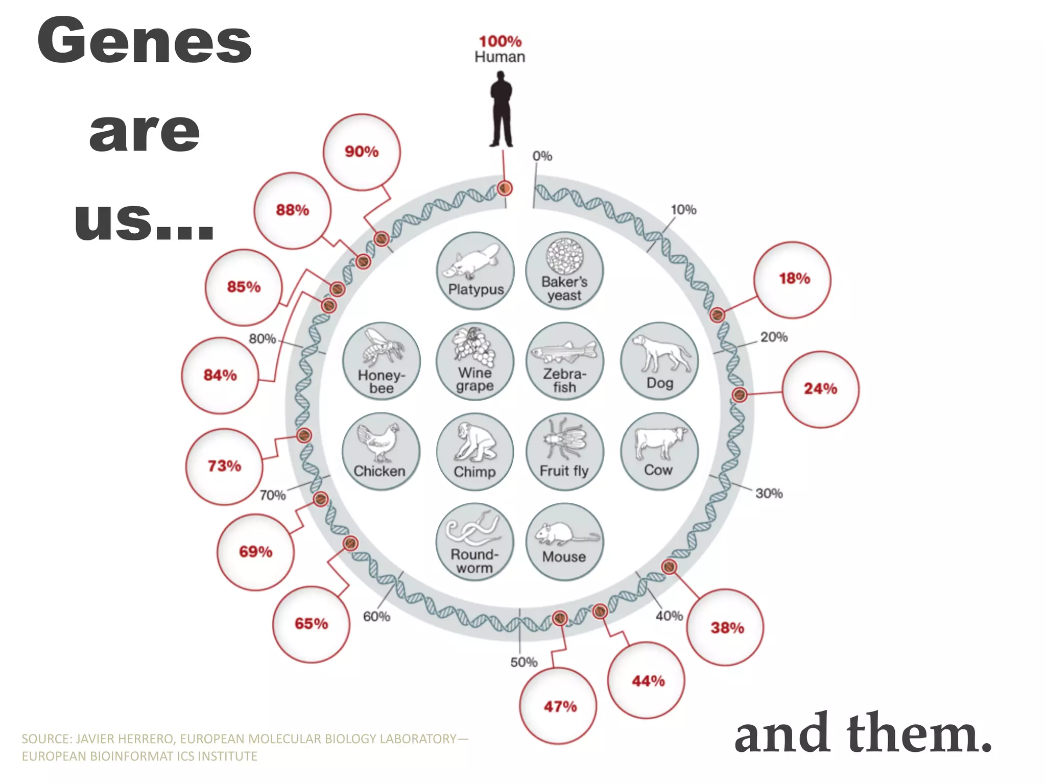 Genes
are
us…
and them.SOURCE:,JAVIER,HERRERO,,EUROPEAN,MOLECULAR,BIOLOGY,LABORATORY—
EUROPEAN,BIOINFORMAT,ICS,INSTITUTE
 
