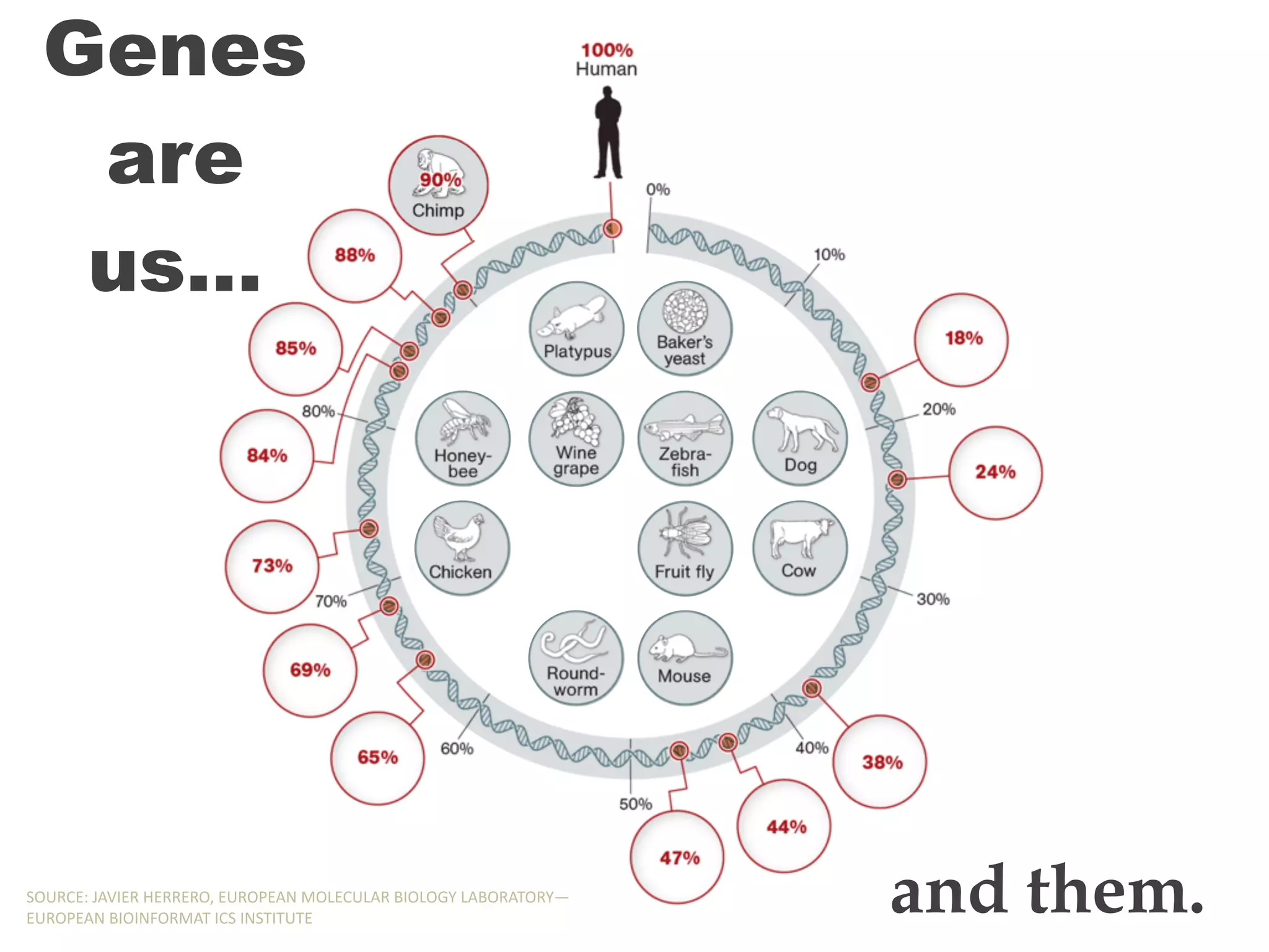 Genes
are
us…
and them.SOURCE:,JAVIER,HERRERO,,EUROPEAN,MOLECULAR,BIOLOGY,LABORATORY—
EUROPEAN,BIOINFORMAT,ICS,INSTITUTE
Genes
are
us…
and them.SOURCE:,JAVIER,HERRERO,,EUROPEAN,MOLECULAR,BIOLOGY,LABORATORY—
EUROPEAN,BIOINFORMAT,ICS,INSTITUTE
 