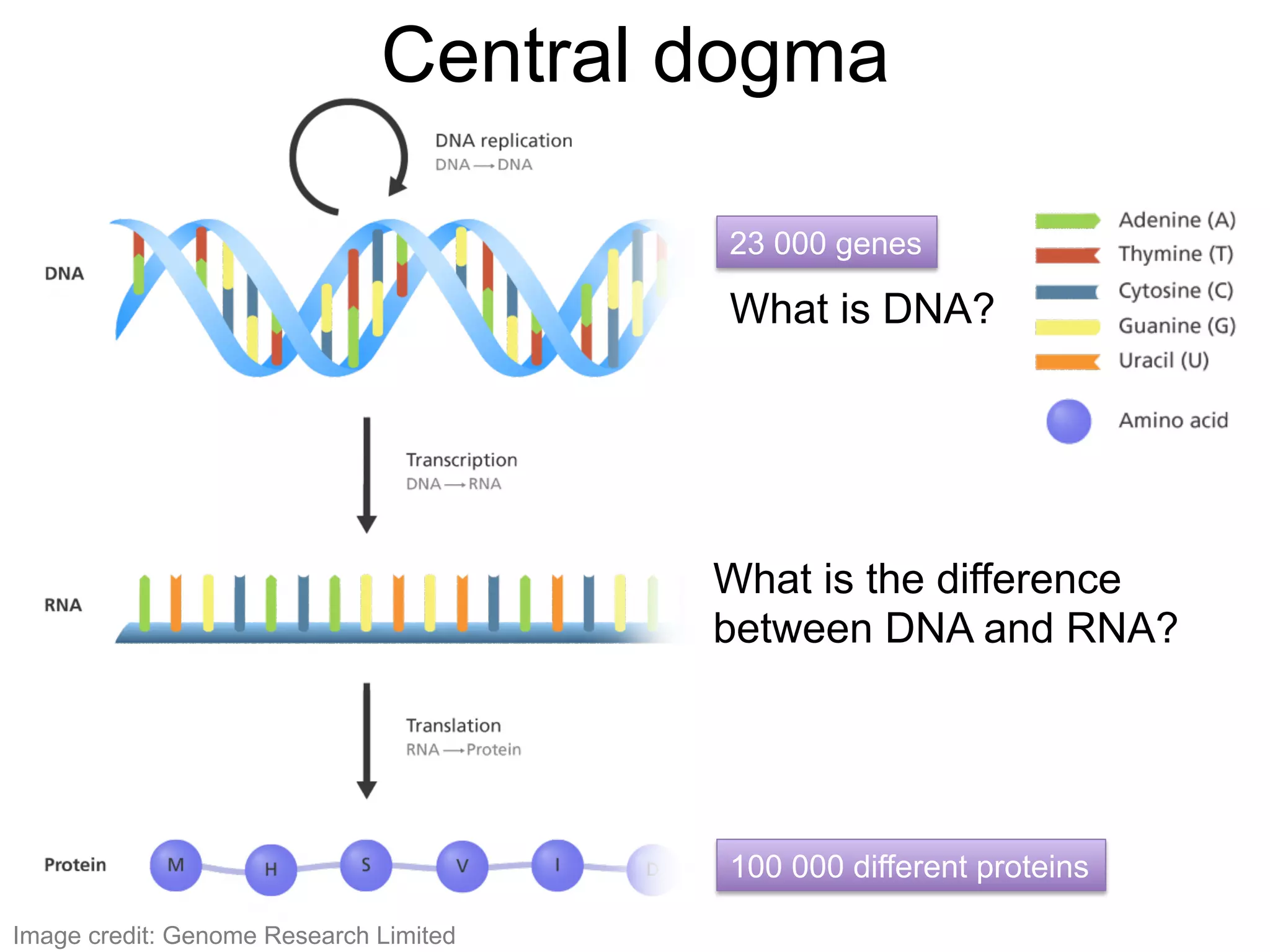 Central dogma
What is DNA?
What is the difference
between DNA and RNA?
Image credit: Genome Research Limited
100 000 different proteins
23 000 genes
 
