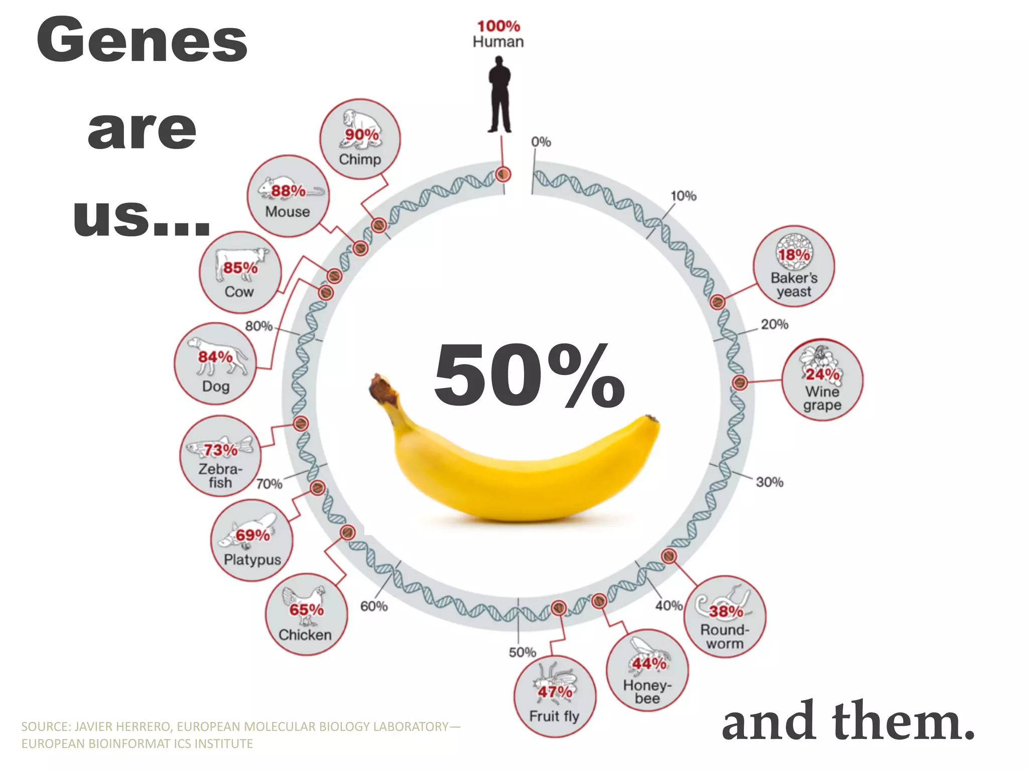 Genes
are
us…
and them.SOURCE:,JAVIER,HERRERO,,EUROPEAN,MOLECULAR,BIOLOGY,LABORATORY—
EUROPEAN,BIOINFORMAT,ICS,INSTITUTE
50%
 