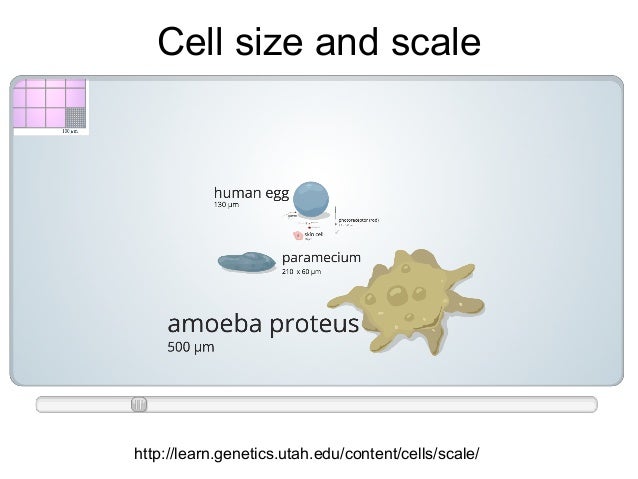 introduction to bioinformatics cell size and scale