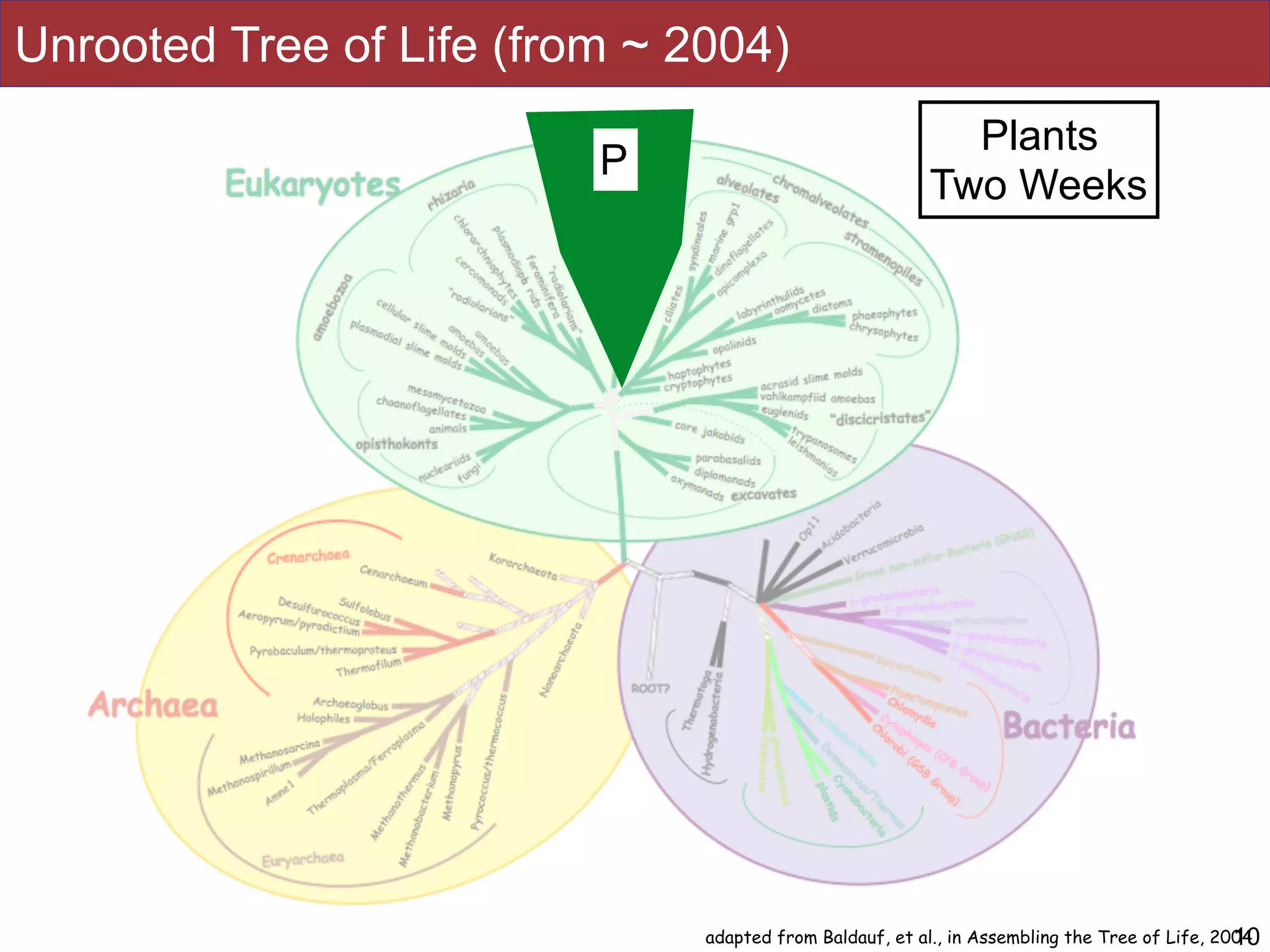 10adapted from Baldauf, et al., in Assembling the Tree of Life, 2004
P
Plants 
Two Weeks
Unrooted Tree of Life (from ~ 2004)
 