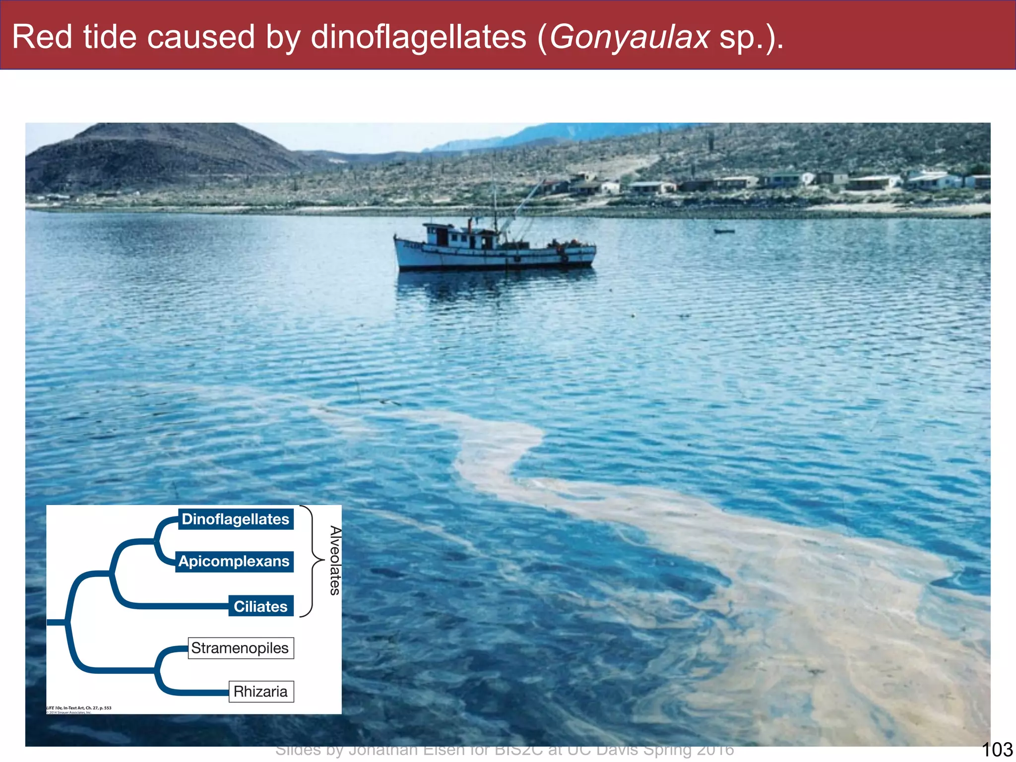 Slides by Jonathan Eisen for BIS2C at UC Davis Spring 2016
Red tide caused by dinoflagellates (Gonyaulax sp.).
103
 