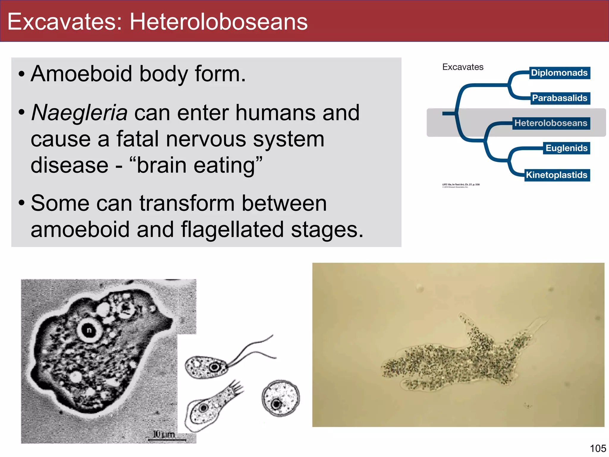 Excavates: Heteroloboseans
• Amoeboid body form.
• Naegleria can enter humans and
cause a fatal nervous system
disease - “brain eating”
• Some can transform between
amoeboid and flagellated stages.
105
 