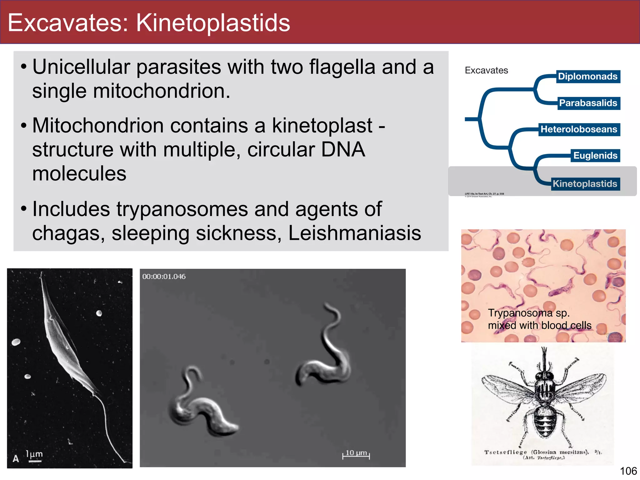 Excavates: Kinetoplastids
• Unicellular parasites with two flagella and a
single mitochondrion.
• Mitochondrion contains a kinetoplast -
structure with multiple, circular DNA
molecules
• Includes trypanosomes and agents of
chagas, sleeping sickness, Leishmaniasis
Trypanosoma sp.
mixed with blood cells
106
 