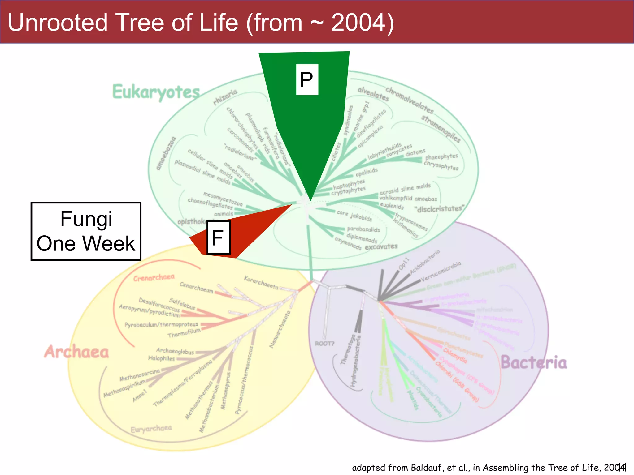 11adapted from Baldauf, et al., in Assembling the Tree of Life, 2004
F
Fungi
One Week
P
Unrooted Tree of Life (from ~ 2004)
 