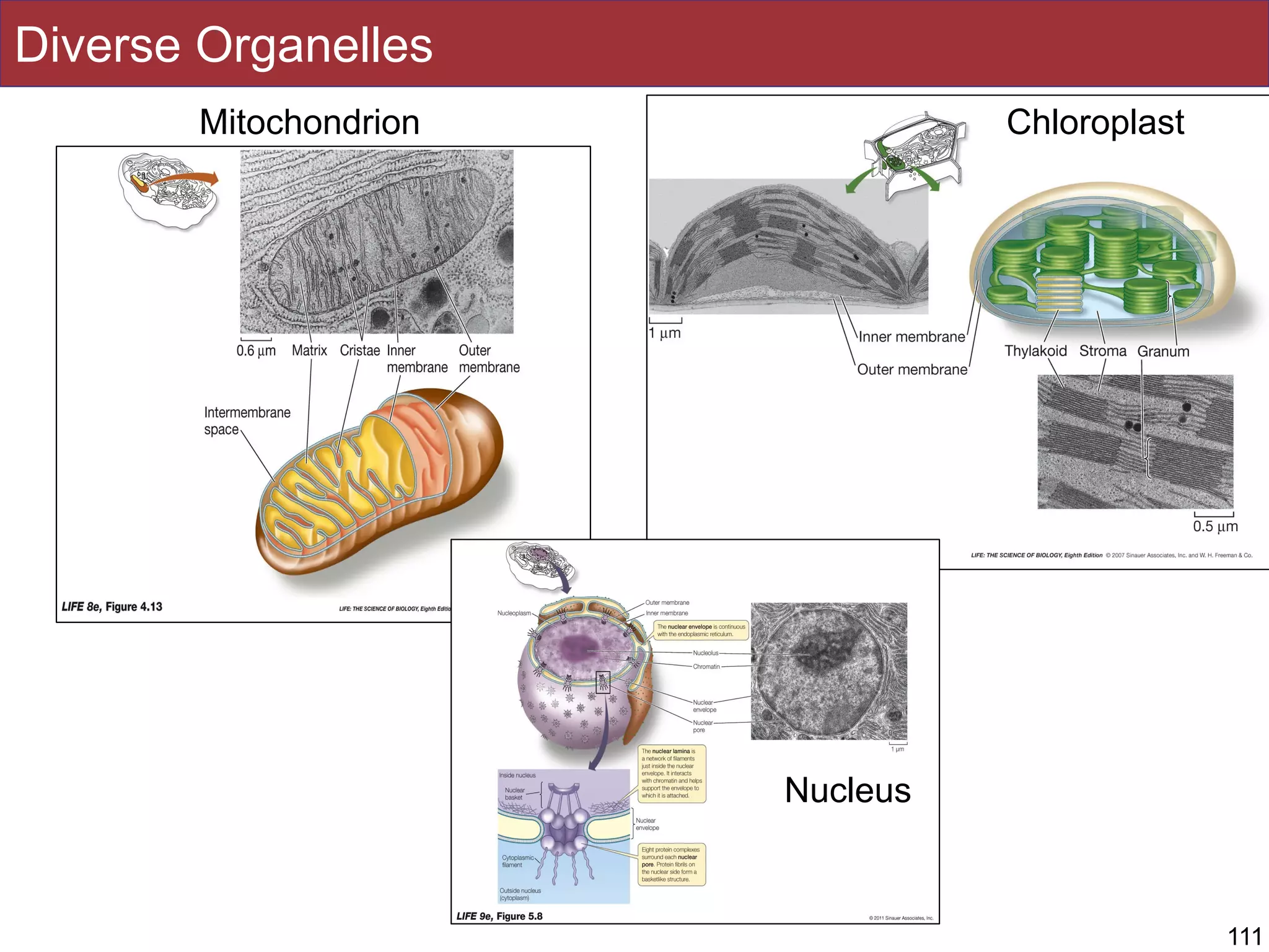 Diverse Organelles
111
Mitochondrion Chloroplast
Nucleus
 