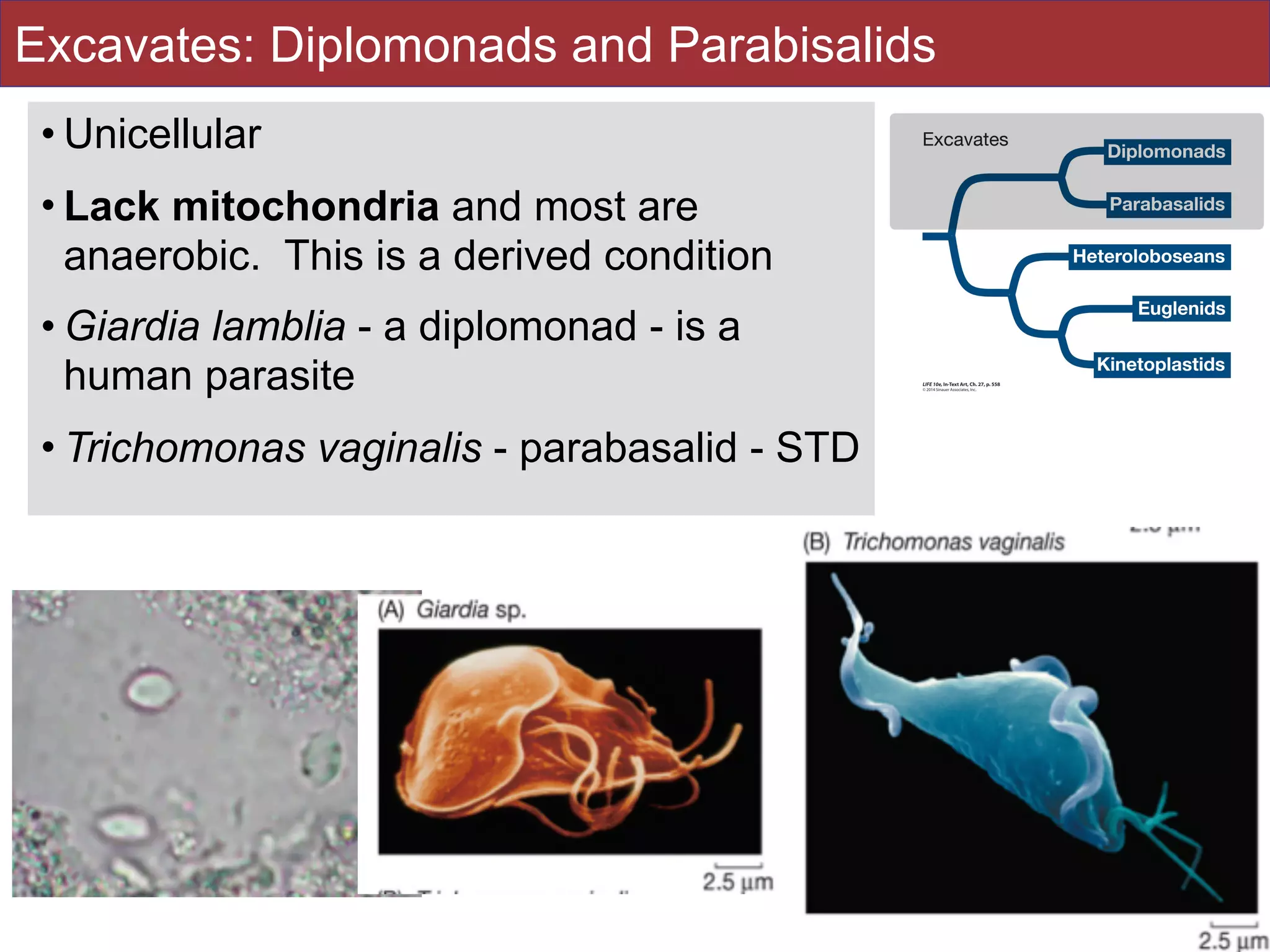 Excavates: Diplomonads and Parabisalids
• Unicellular
• Lack mitochondria and most are
anaerobic. This is a derived condition
• Giardia lamblia - a diplomonad - is a
human parasite
• Trichomonas vaginalis - parabasalid - STD
112
 