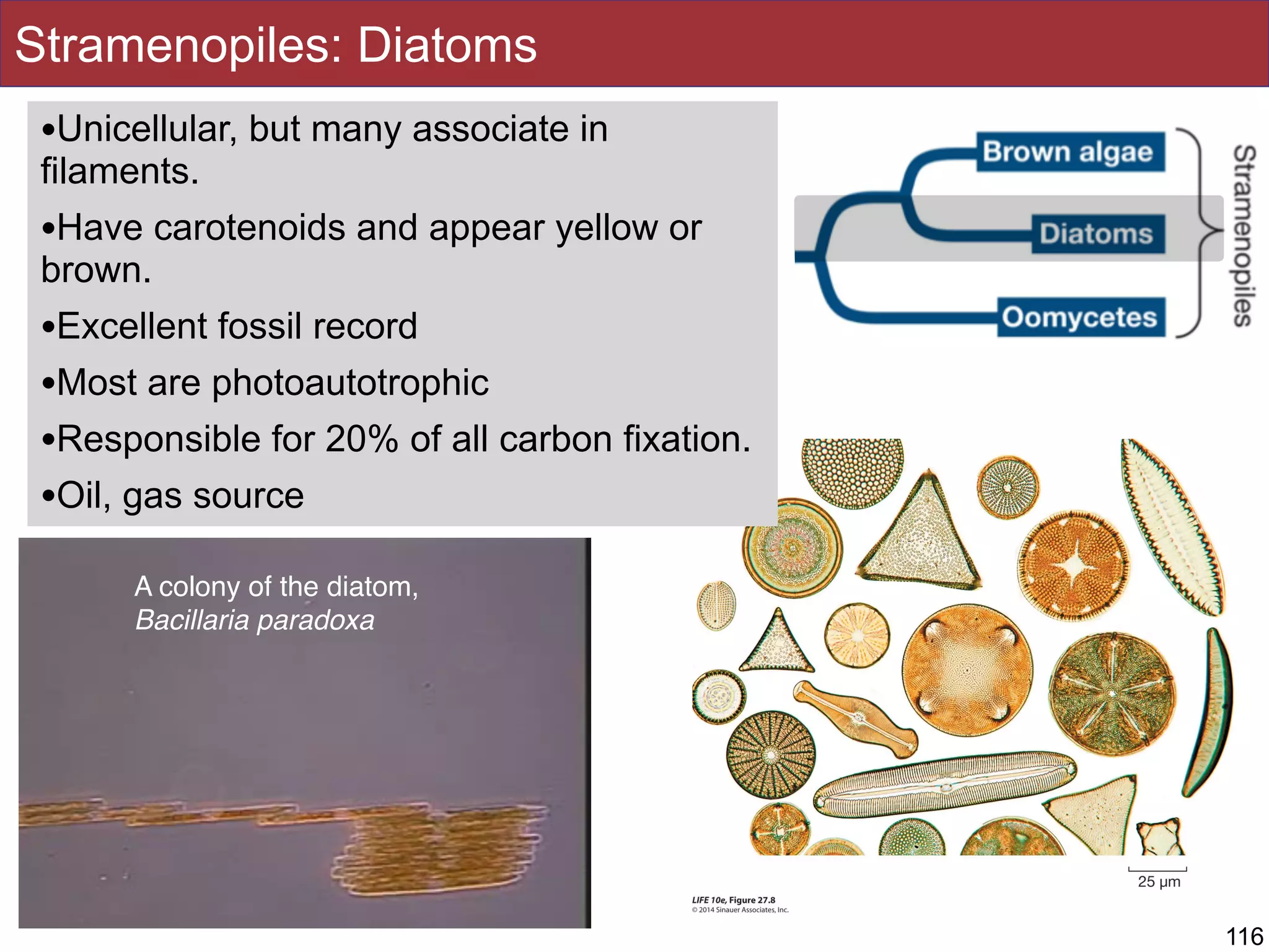 Stramenopiles: Diatoms
116
A colony of the diatom,
Bacillaria paradoxa
•Unicellular, but many associate in
filaments.
•Have carotenoids and appear yellow or
brown.
•Excellent fossil record
•Most are photoautotrophic
•Responsible for 20% of all carbon fixation.
•Oil, gas source
 