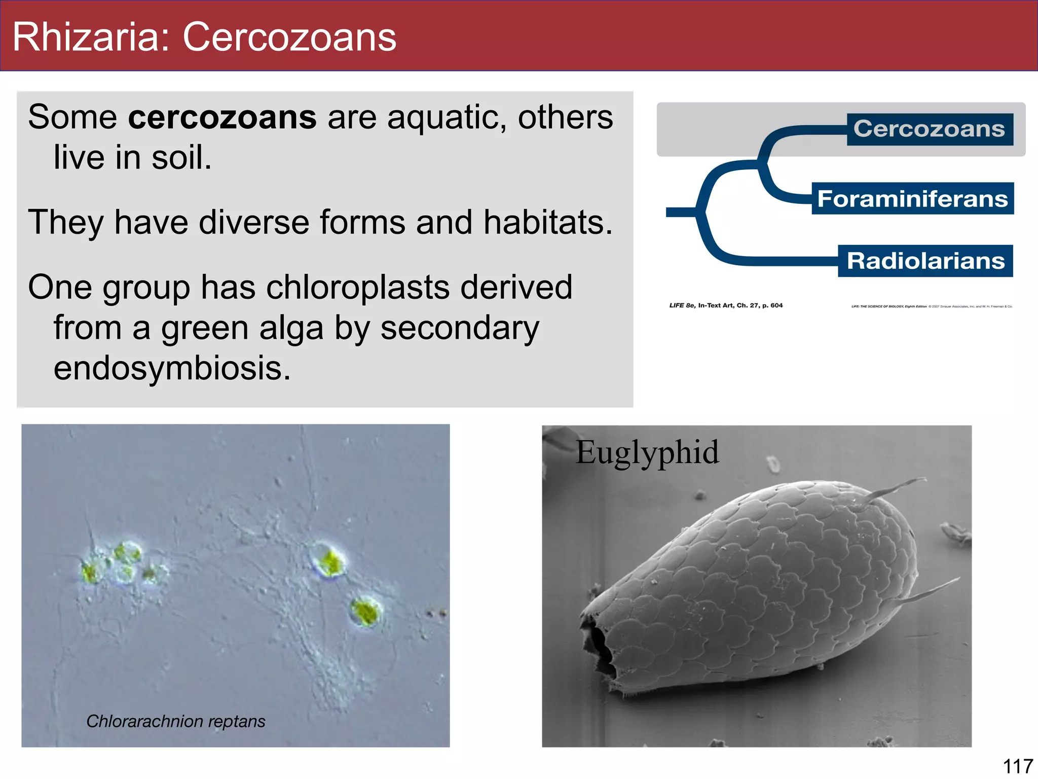 Rhizaria: Cercozoans
Some cercozoans are aquatic, others
live in soil.
They have diverse forms and habitats.
One group has chloroplasts derived
from a green alga by secondary
endosymbiosis.
Euglyphid
117
Chlorarachnion reptans
 
