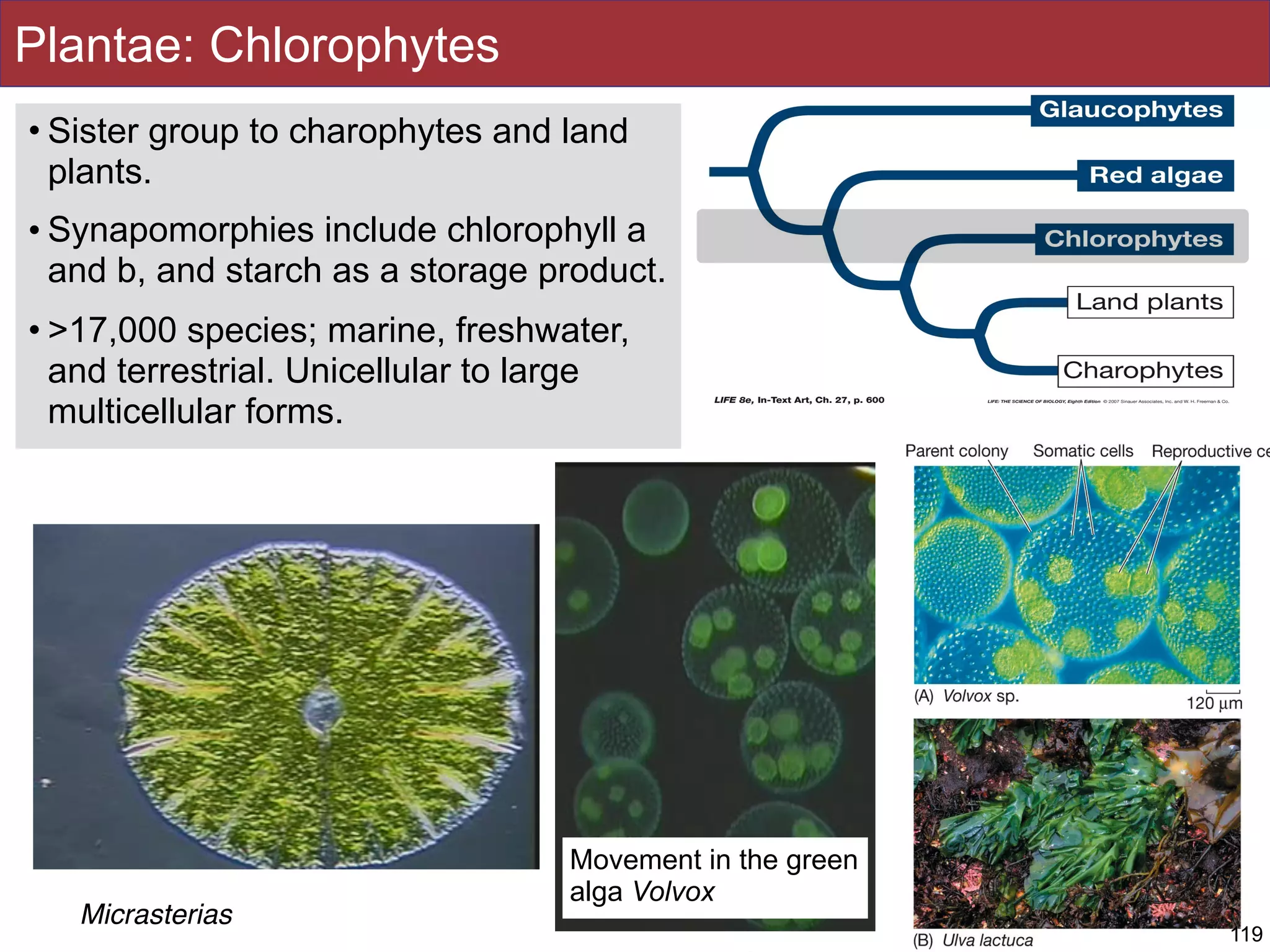 Plantae: Chlorophytes
• Sister group to charophytes and land
plants.
• Synapomorphies include chlorophyll a
and b, and starch as a storage product.
• >17,000 species; marine, freshwater,
and terrestrial. Unicellular to large
multicellular forms.
119
Movement in the green
alga Volvox
Micrasterias
 