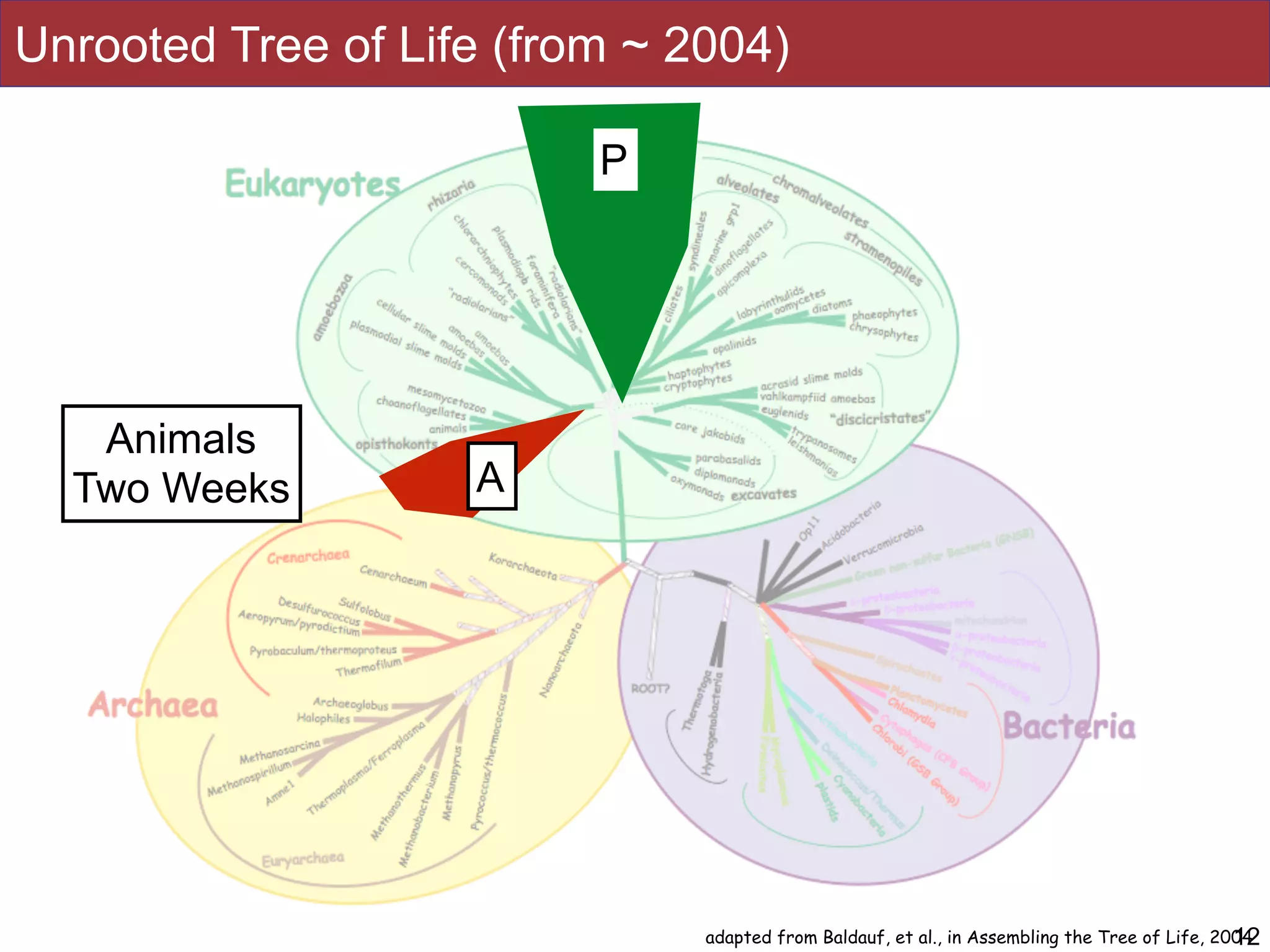 12adapted from Baldauf, et al., in Assembling the Tree of Life, 2004
A
Animals
Two Weeks
P
Unrooted Tree of Life (from ~ 2004)
 