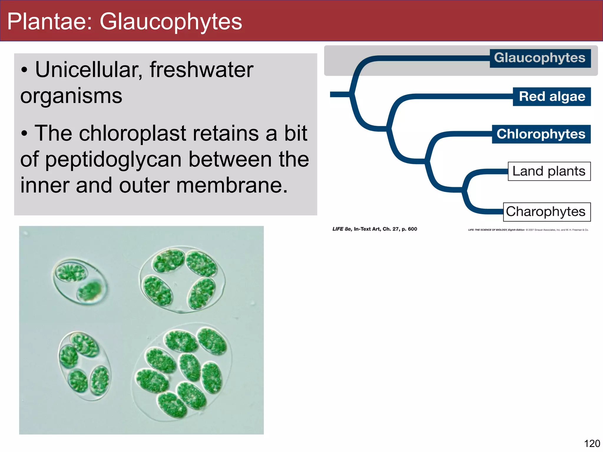 Plantae: Glaucophytes
• Unicellular, freshwater
organisms
• The chloroplast retains a bit
of peptidoglycan between the
inner and outer membrane.
120
 