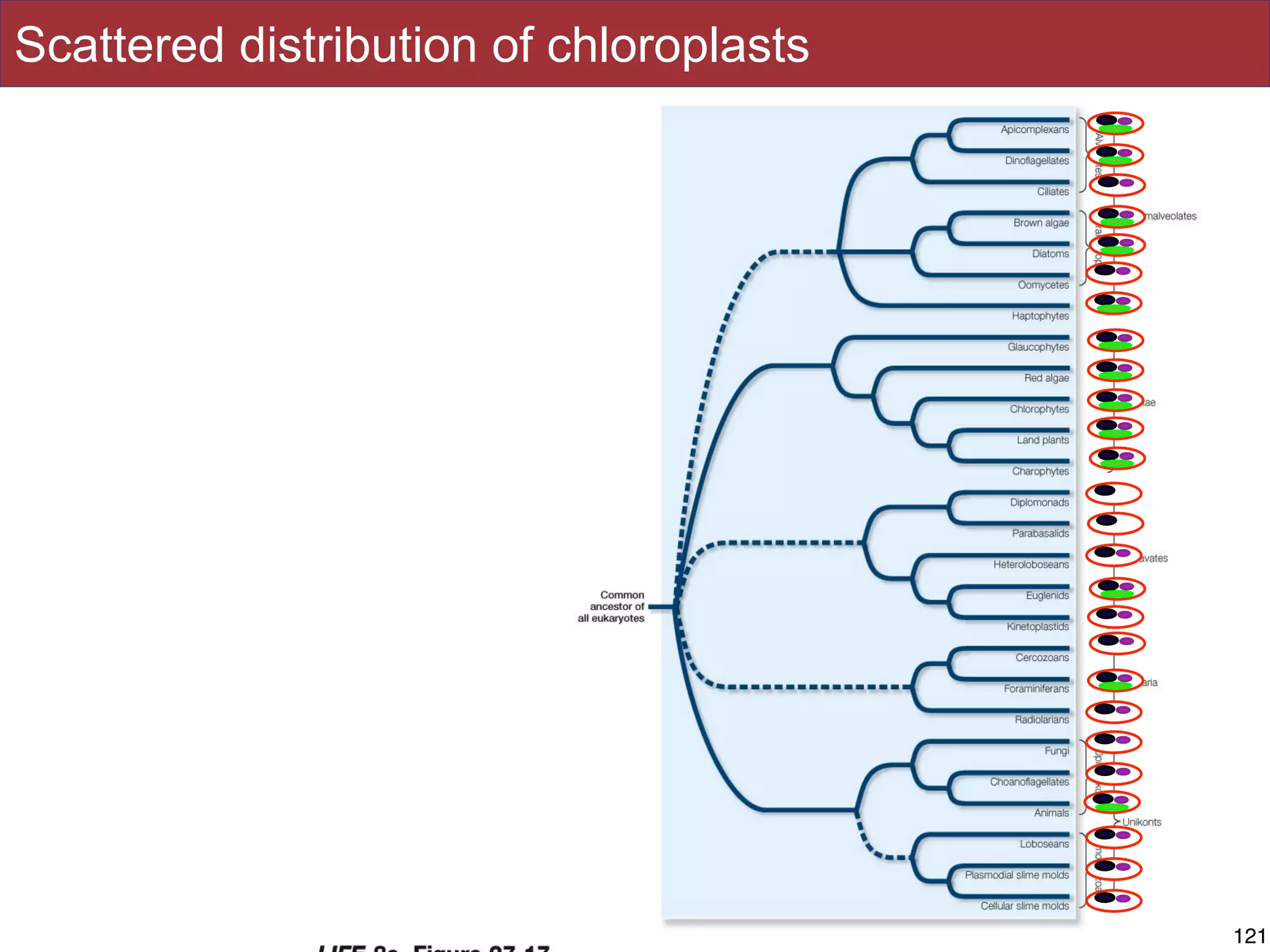 Slides by Jonathan Eisen for BIS2C at UC Davis Spring 2014
Scattered distribution of chloroplasts
121121
 