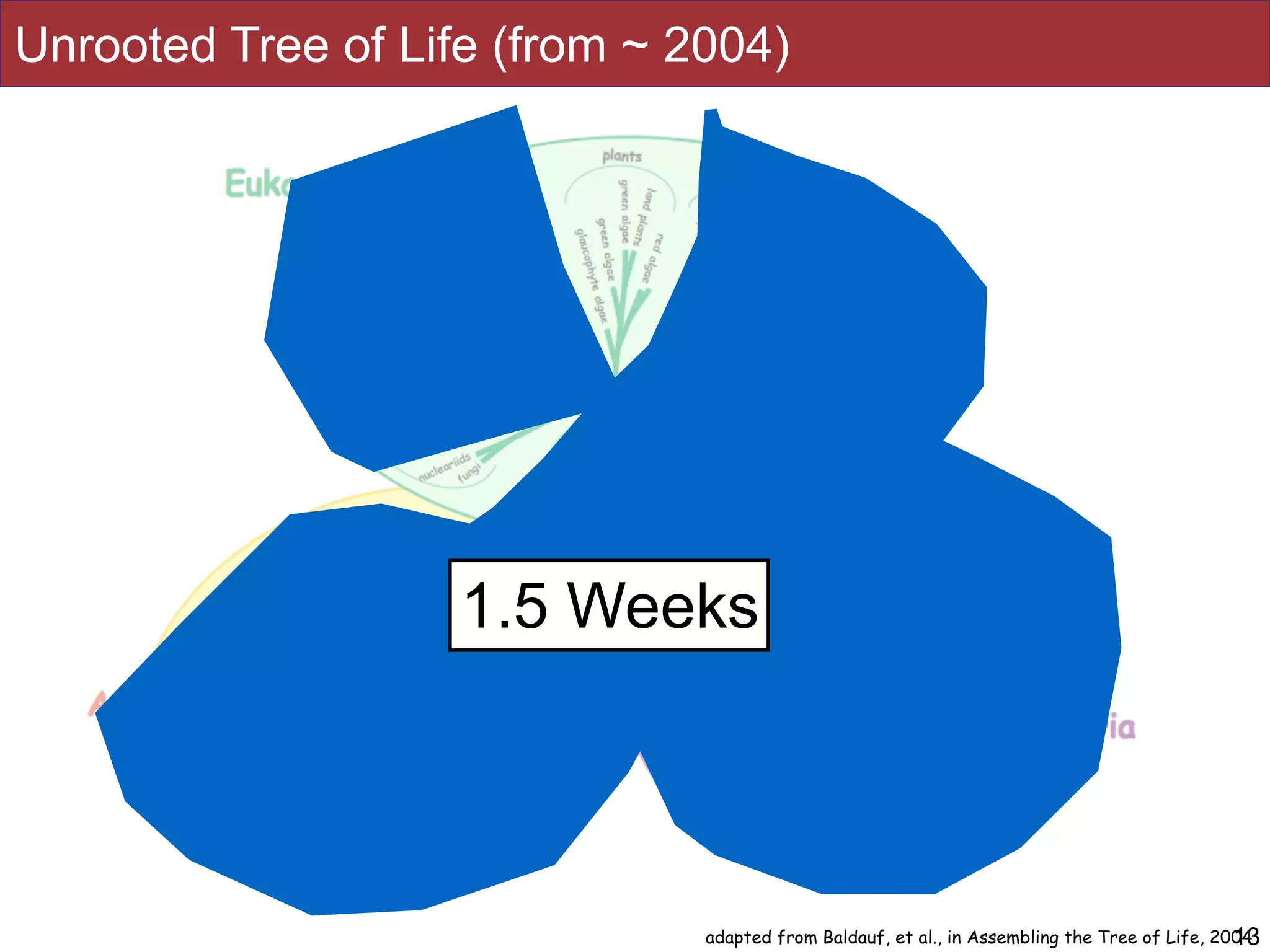 13adapted from Baldauf, et al., in Assembling the Tree of Life, 2004
1.5 Weeks
Unrooted Tree of Life (from ~ 2004)
 
