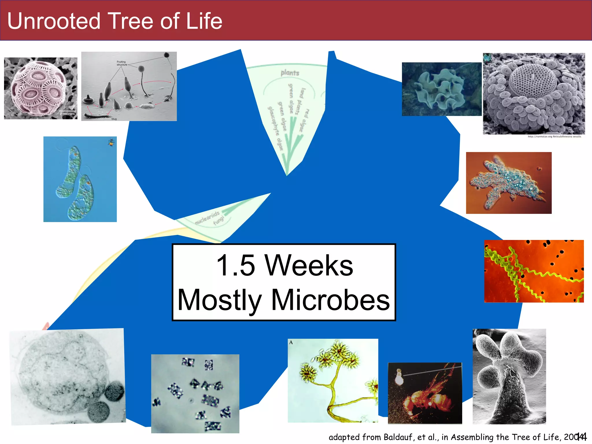 Unrooted Tree of Life
14adapted from Baldauf, et al., in Assembling the Tree of Life, 2004
1.5 Weeks
Mostly Microbes
 