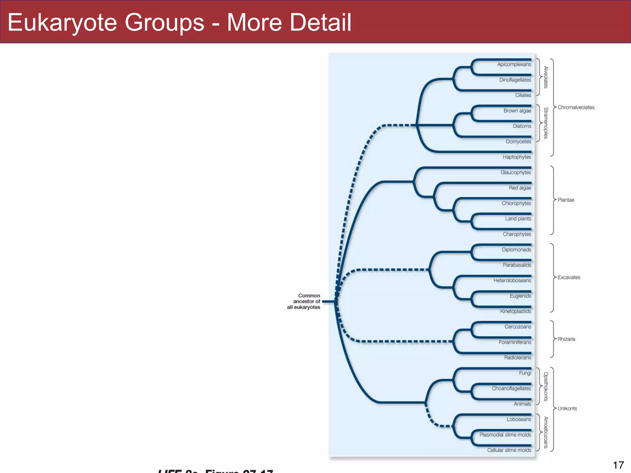 Slides by Jonathan Eisen for BIS2C at UC Davis Spring 2014
Eukaryote Groups - More Detail
1717
 