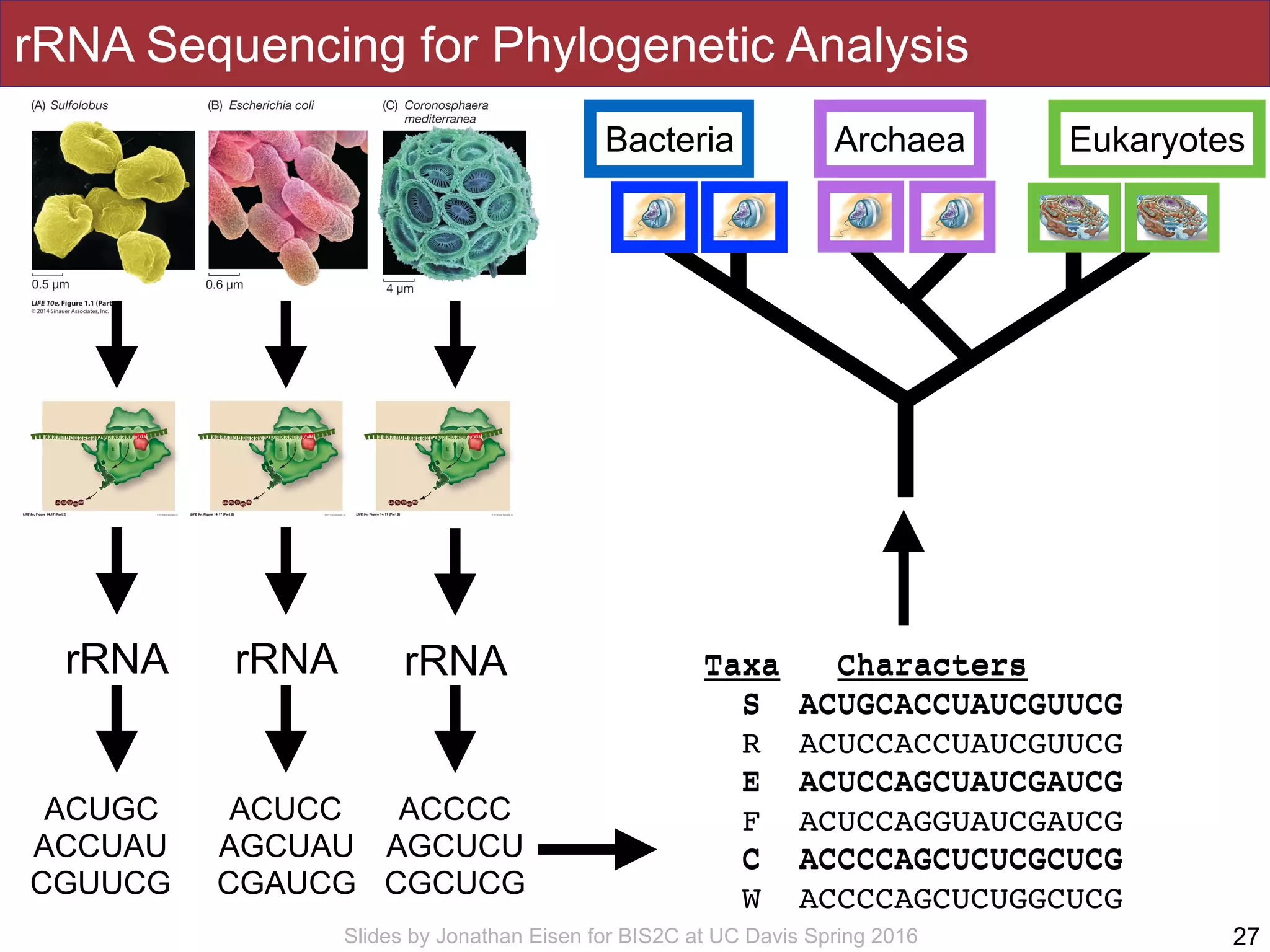 Slides by Jonathan Eisen for BIS2C at UC Davis Spring 2016
rRNA Sequencing for Phylogenetic Analysis
27
rRNA rRNArRNA
ACUGC
ACCUAU
CGUUCG
ACUCC
AGCUAU
CGAUCG
ACCCC
AGCUCU
CGCUCG
Taxa Characters
S ACUGCACCUAUCGUUCG
R ACUCCACCUAUCGUUCG
E ACUCCAGCUAUCGAUCG
F ACUCCAGGUAUCGAUCG
C ACCCCAGCUCUCGCUCG
W ACCCCAGCUCUGGCUCG
Taxa Characters
S ACUGCACCUAUCGUUCG
E ACUCCAGCUAUCGAUCG
C ACCCCAGCUCUCGCUCG
EukaryotesBacteria ?????Archaea
 