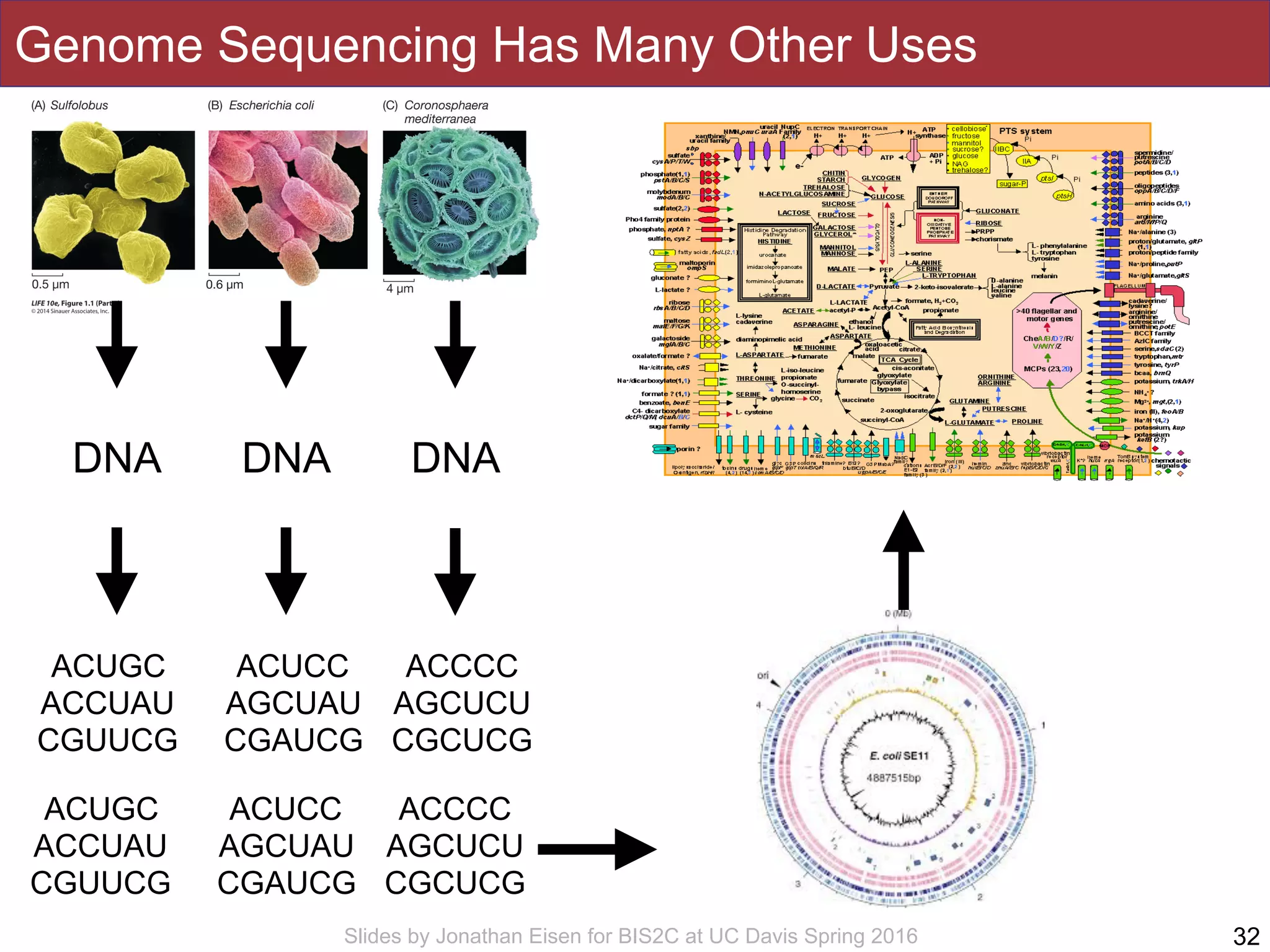 Slides by Jonathan Eisen for BIS2C at UC Davis Spring 2016
Genome Sequencing Has Many Other Uses
32
ACUGC
ACCUAU
CGUUCG
ACUCC
AGCUAU
CGAUCG
ACCCC
AGCUCU
CGCUCG
DNA DNADNA
ACUGC
ACCUAU
CGUUCG
ACUCC
AGCUAU
CGAUCG
ACCCC
AGCUCU
CGCUCG
 