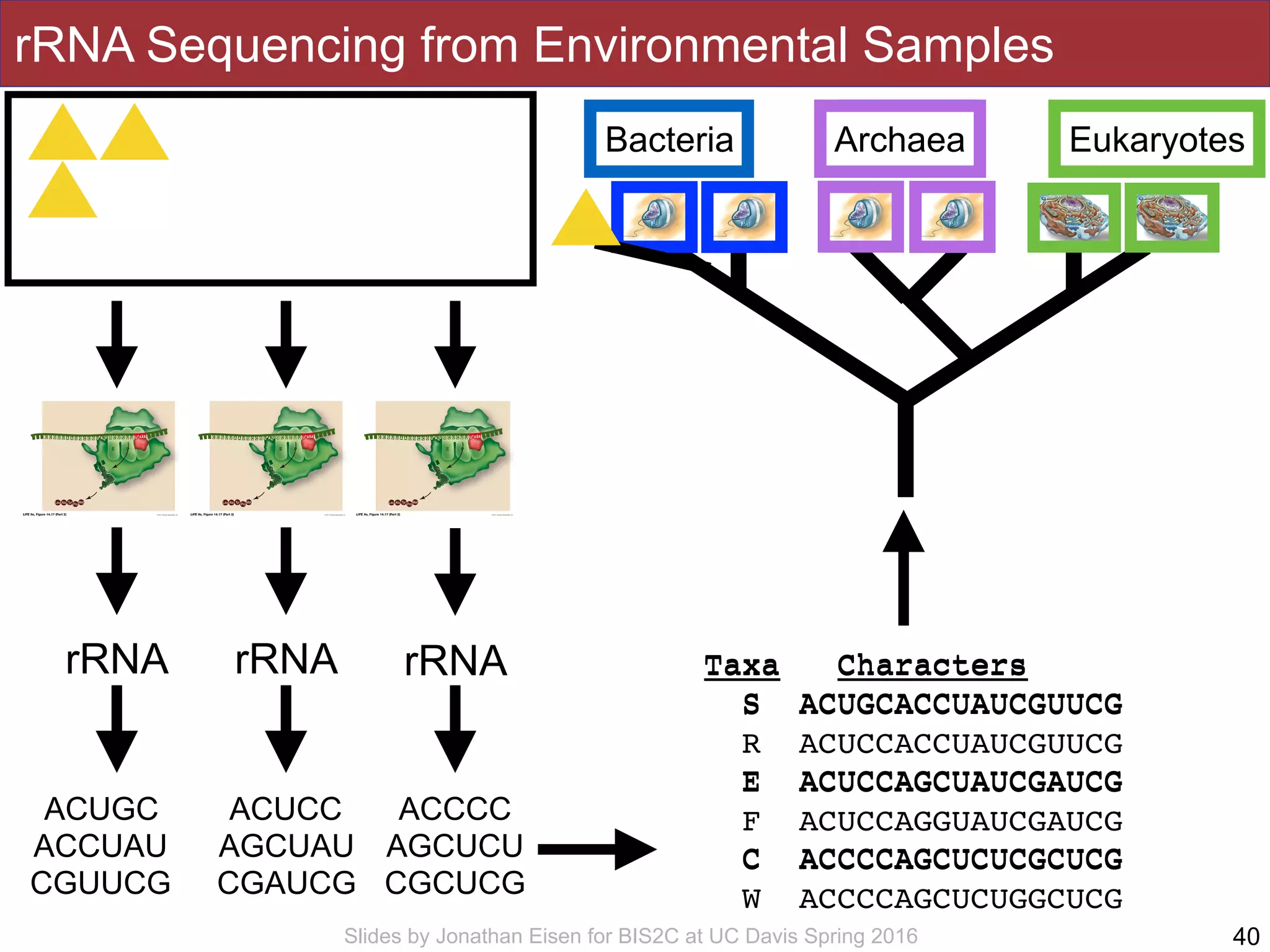 Slides by Jonathan Eisen for BIS2C at UC Davis Spring 2016
rRNA Sequencing from Environmental Samples
40
rRNA rRNArRNA
ACUGC
ACCUAU
CGUUCG
ACUCC
AGCUAU
CGAUCG
ACCCC
AGCUCU
CGCUCG
Taxa Characters
S ACUGCACCUAUCGUUCG
R ACUCCACCUAUCGUUCG
E ACUCCAGCUAUCGAUCG
F ACUCCAGGUAUCGAUCG
C ACCCCAGCUCUCGCUCG
W ACCCCAGCUCUGGCUCG
Taxa Characters
S ACUGCACCUAUCGUUCG
E ACUCCAGCUAUCGAUCG
C ACCCCAGCUCUCGCUCG
EukaryotesBacteria ?????Archaea
 