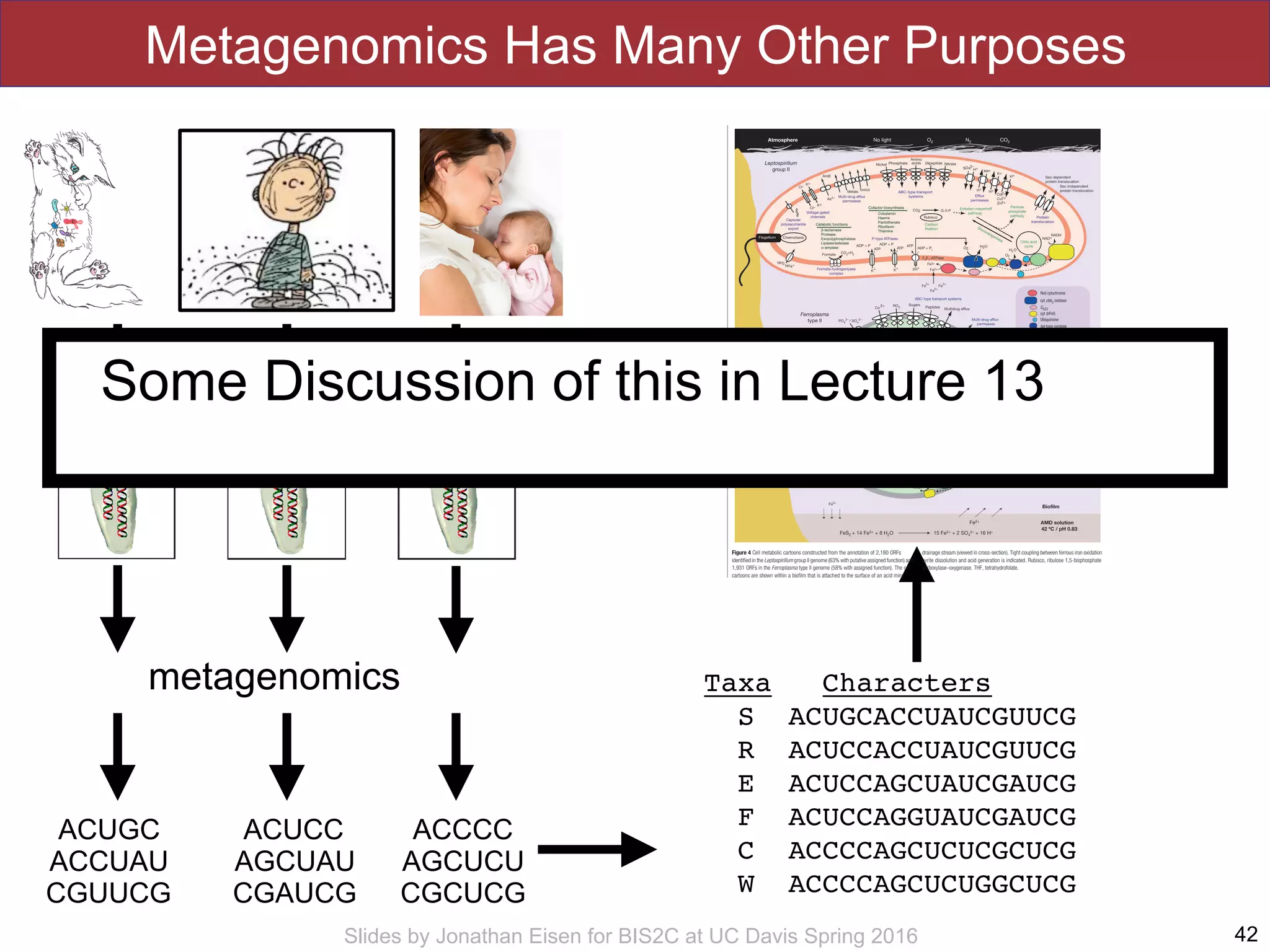 Slides by Jonathan Eisen for BIS2C at UC Davis Spring 2016
Metagenomics Has Many Other Purposes
42
metagenomics
ACUGC
ACCUAU
CGUUCG
ACUCC
AGCUAU
CGAUCG
ACCCC
AGCUCU
CGCUCG
Taxa Characters
S ACUGCACCUAUCGUUCG
R ACUCCACCUAUCGUUCG
E ACUCCAGCUAUCGAUCG
F ACUCCAGGUAUCGAUCG
C ACCCCAGCUCUCGCUCG
W ACCCCAGCUCUGGCUCG
inputs of ﬁxed carbon or nitrogen from external sources. As with
Leptospirillum group I, both Leptospirillum group II and III have the
genes needed to ﬁx carbon by means of the Calvin–Benson–
Bassham cycle (using type II ribulose 1,5-bisphosphate carboxy-
lase–oxygenase). All genomes recovered from the AMD system
contain formate hydrogenlyase complexes. These, in combination
with carbon monoxide dehydrogenase, may be used for carbon
ﬁxation via the reductive acetyl coenzyme A (acetyl-CoA) pathway
by some, or all, organisms. Given the large number of ABC-type
sugar and amino acid transporters encoded in the Ferroplasma type
Figure 4 Cell metabolic cartoons constructed from the annotation of 2,180 ORFs
identiﬁed in the Leptospirillum group II genome (63% with putative assigned function) and
1,931 ORFs in the Ferroplasma type II genome (58% with assigned function). The cell
cartoons are shown within a bioﬁlm that is attached to the surface of an acid mine
drainage stream (viewed in cross-section). Tight coupling between ferrous iron oxidation,
pyrite dissolution and acid generation is indicated. Rubisco, ribulose 1,5-bisphosphate
carboxylase–oxygenase. THF, tetrahydrofolate.
articles
NATURE | doi:10.1038/nature02340 | www.nature.com/nature 5©2004 NaturePublishing Group
Some Discussion of this in Lecture 13
 