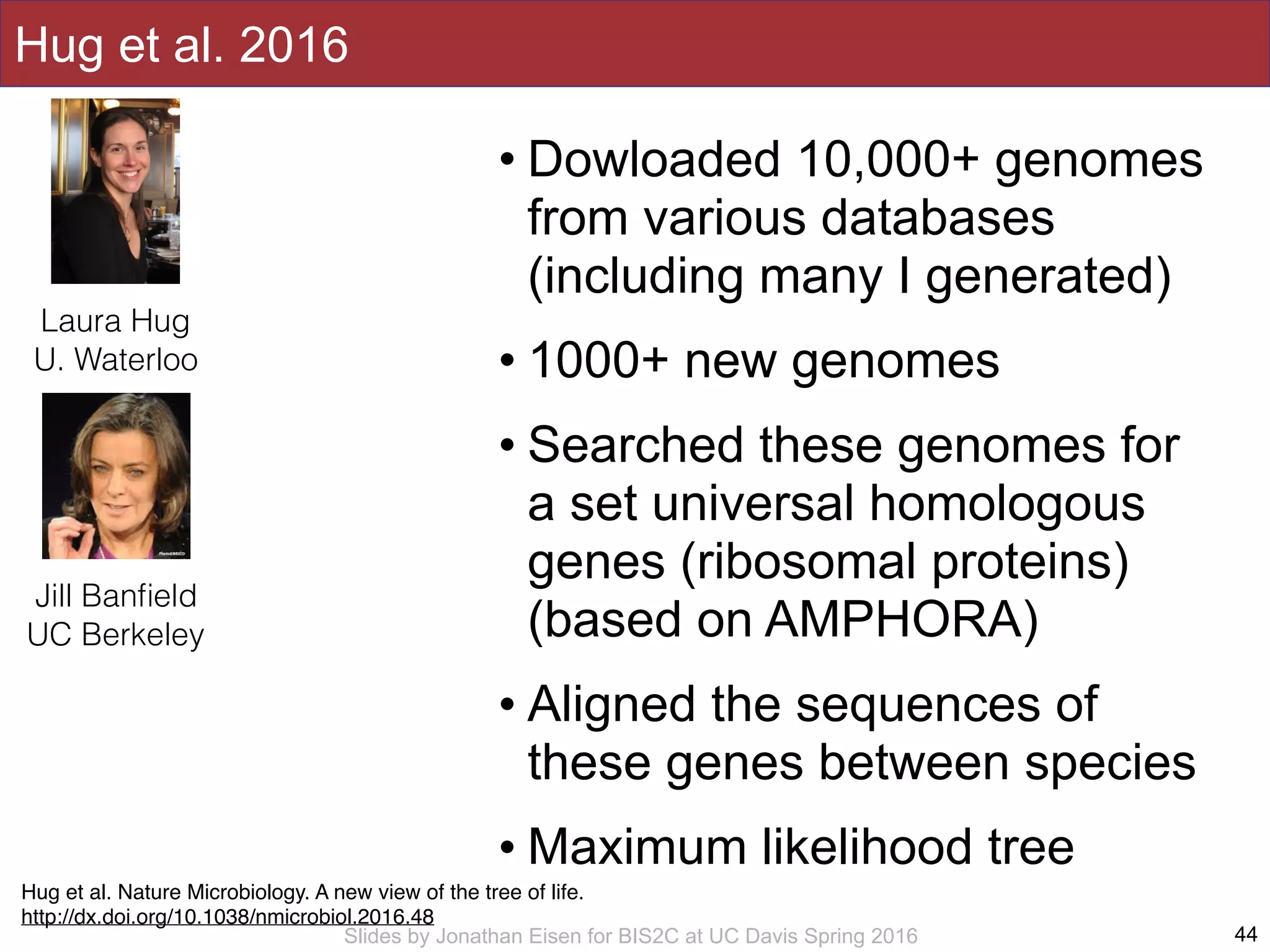 Slides by Jonathan Eisen for BIS2C at UC Davis Spring 2016
Hug et al. 2016
• Dowloaded 10,000+ genomes
from various databases
(including many I generated)
• 1000+ new genomes
• Searched these genomes for
a set universal homologous
genes (ribosomal proteins)
(based on AMPHORA)
• Aligned the sequences of
these genes between species
• Maximum likelihood tree
44
Hug et al. Nature Microbiology. A new view of the tree of life.
http://dx.doi.org/10.1038/nmicrobiol.2016.48
Laura Hug
U. Waterloo
Jill Banﬁeld
UC Berkeley
 