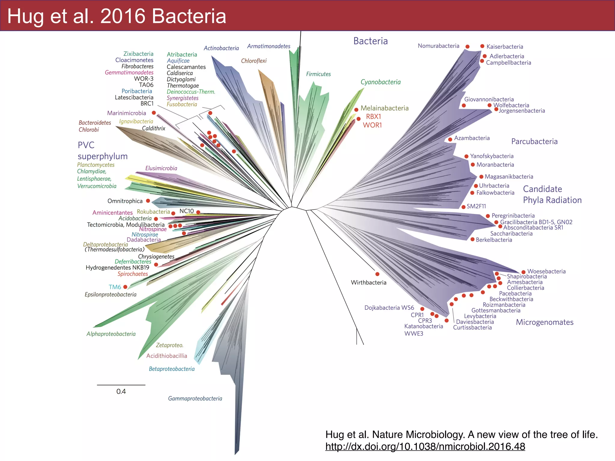 !46
Hug et al 2016Hug et al. 2016 Bacteria
Hug et al. Nature Microbiology. A new view of the tree of life.
http://dx.doi.org/10.1038/nmicrobiol.2016.48
 