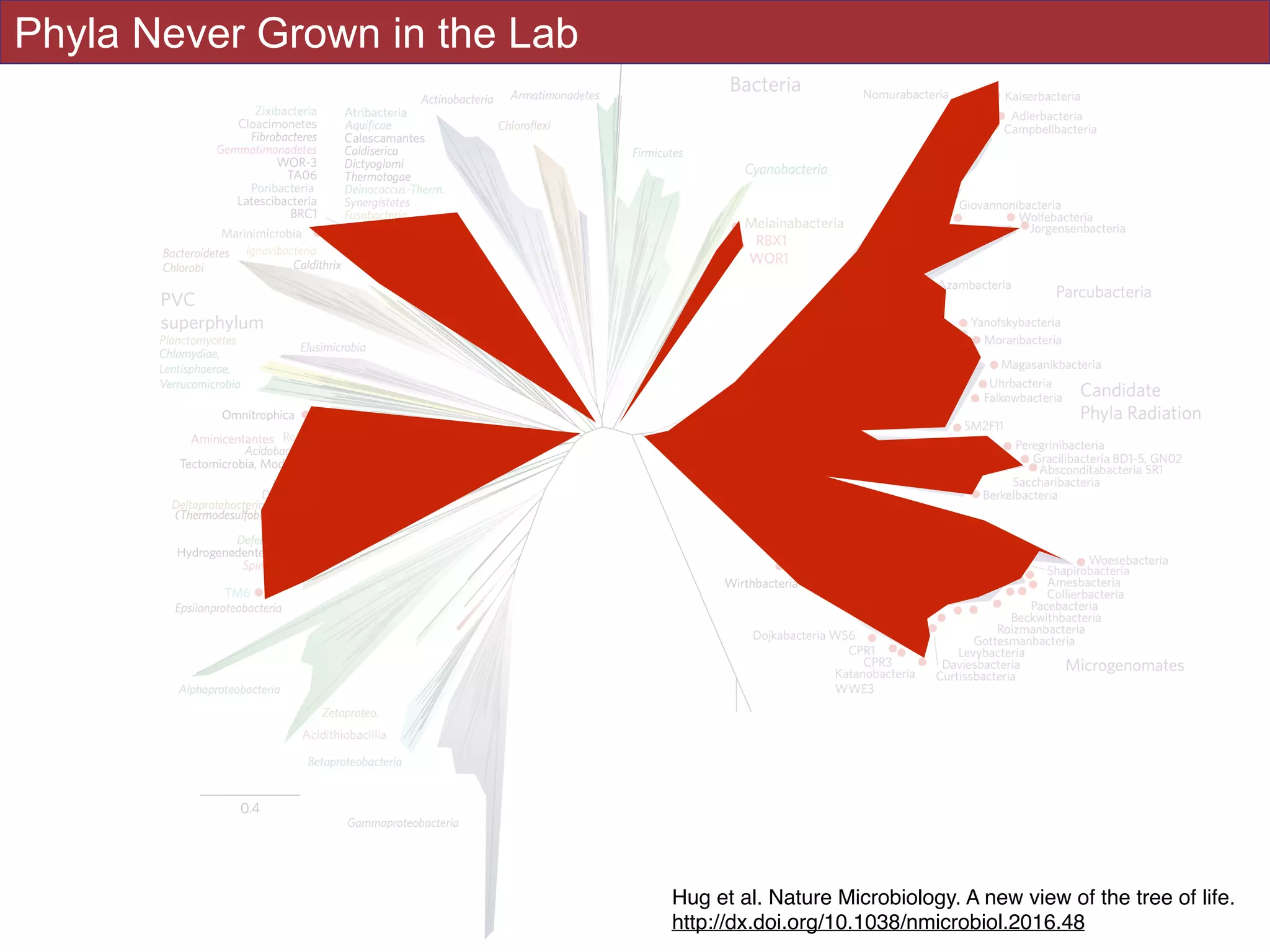 !48
Hug et al 2016Phyla Never Grown in the Lab
Hug et al. Nature Microbiology. A new view of the tree of life.
http://dx.doi.org/10.1038/nmicrobiol.2016.48
 