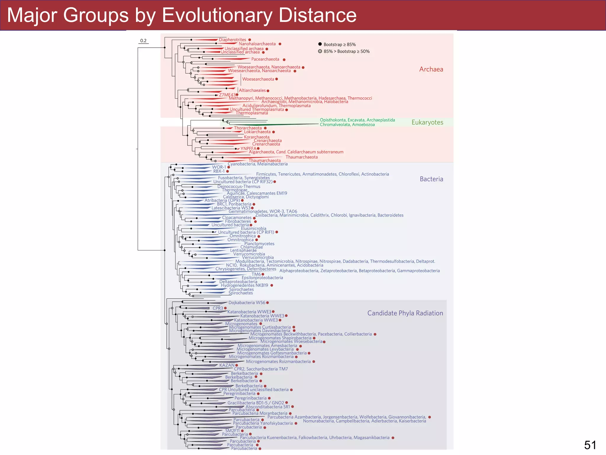 Major Groups by Evolutionary Distance
!51
 