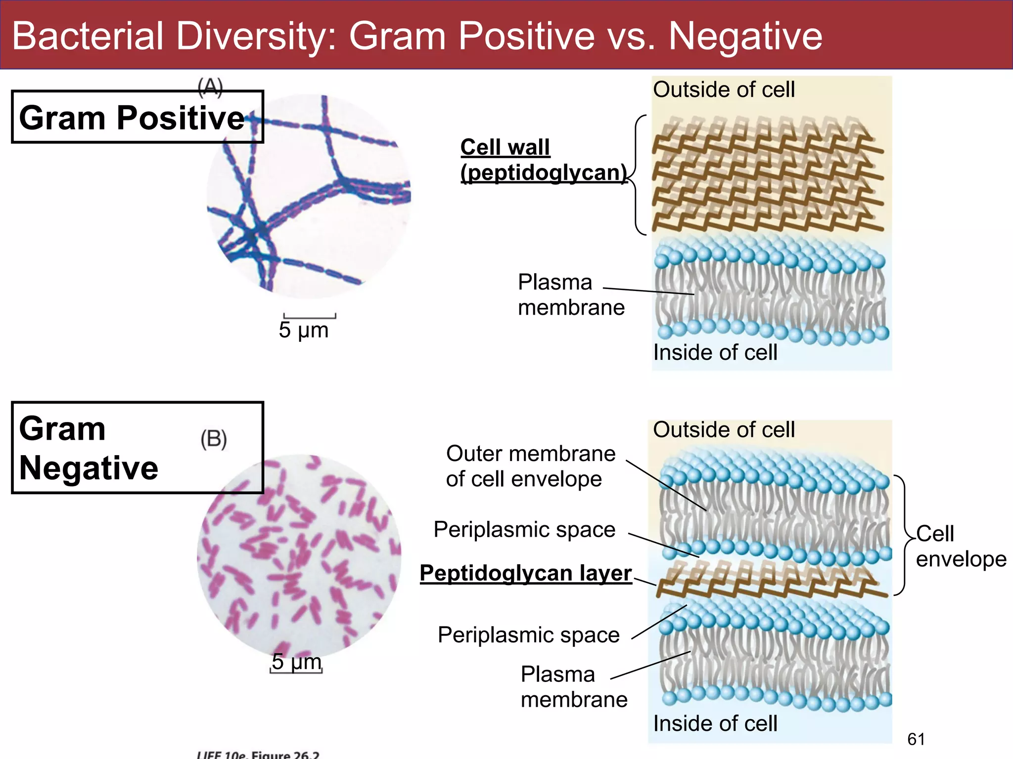Bacterial Diversity: Gram Positive vs. Negative
61
Outside of cell
Outside of cell
Inside of cell
Inside of cell
Cell
envelope
Cell wall
(peptidoglycan)
Plasma
membrane
Outer membrane
of cell envelope
Periplasmic space
Peptidoglycan layer
Periplasmic space
Plasma
membrane
5 µm
5 µm
Gram Positive
Gram
Negative
 
