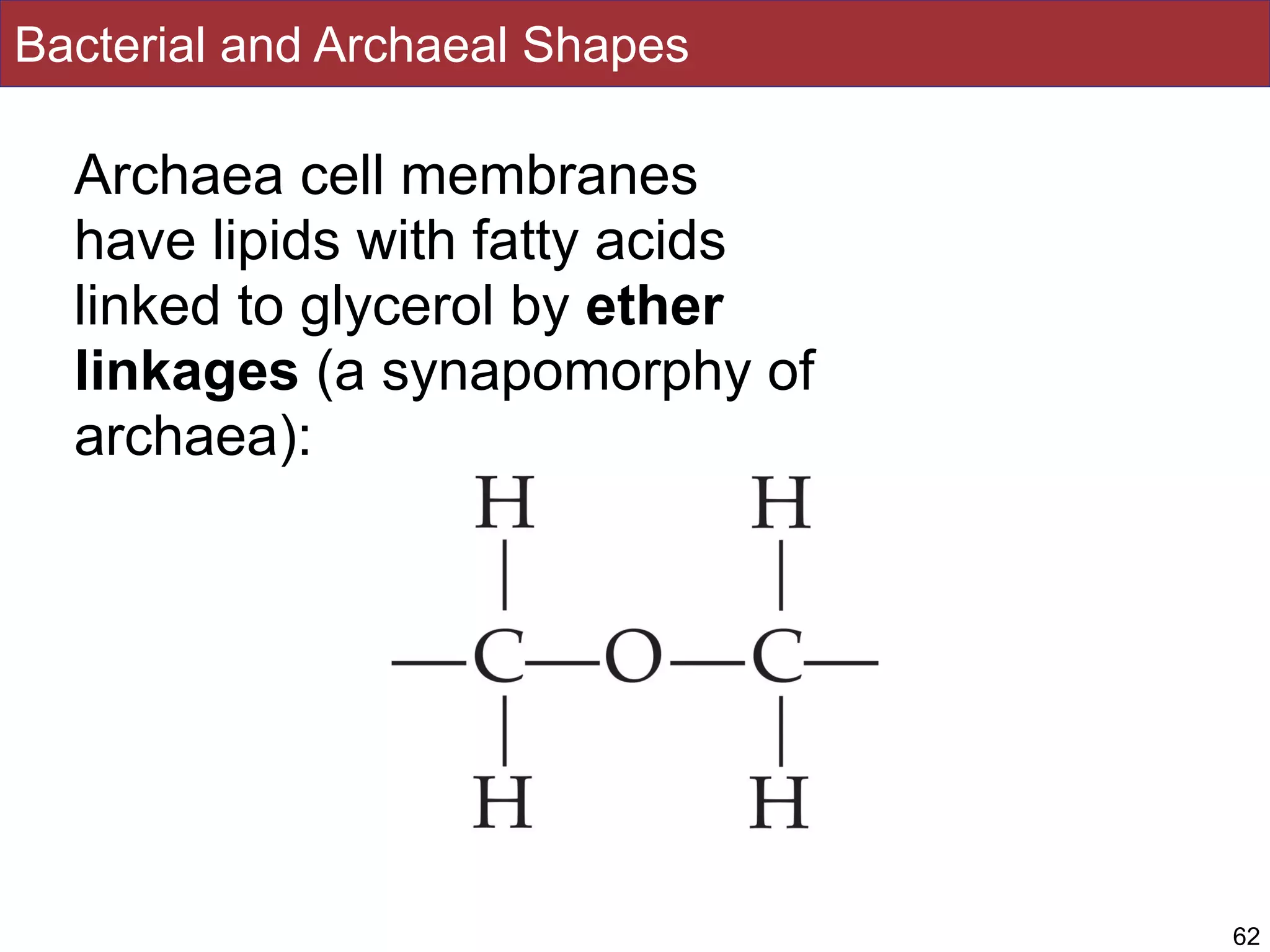 Bacterial and Archaeal Shapes
Archaea cell membranes
have lipids with fatty acids
linked to glycerol by ether
linkages (a synapomorphy of
archaea):
62
 
