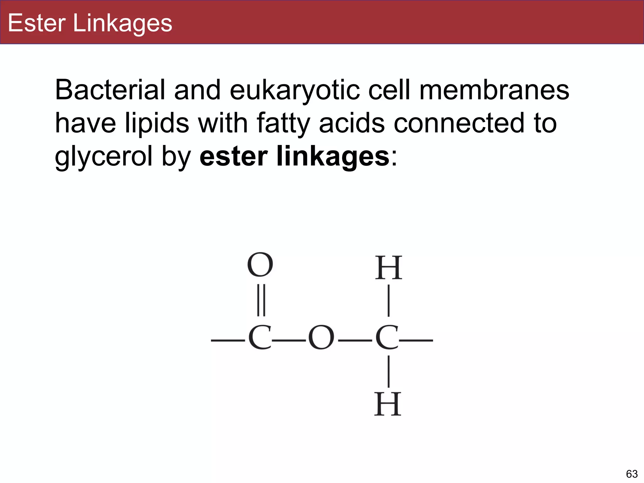 Ester Linkages
Bacterial and eukaryotic cell membranes
have lipids with fatty acids connected to
glycerol by ester linkages:
63
 